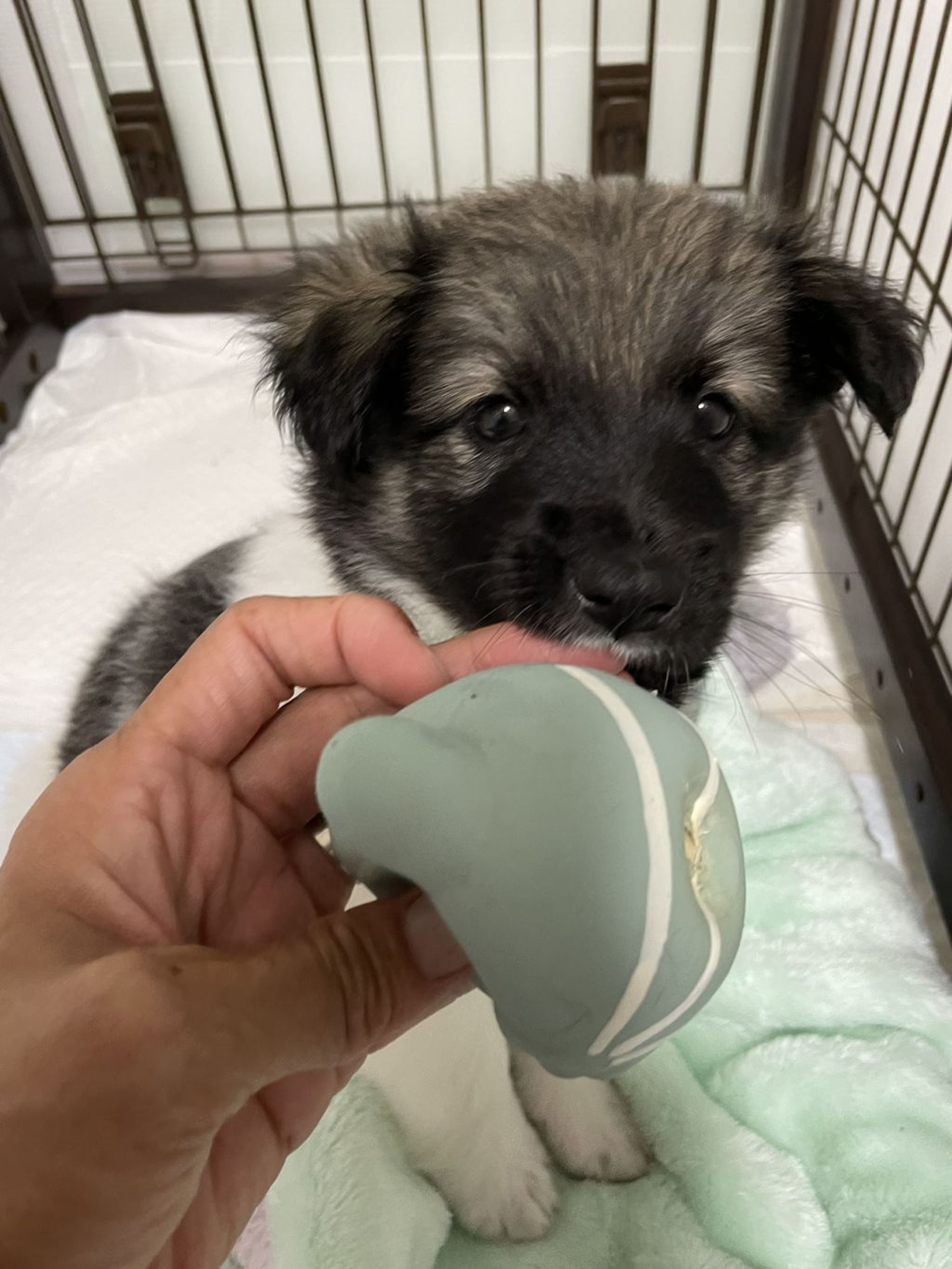 pet-image-6