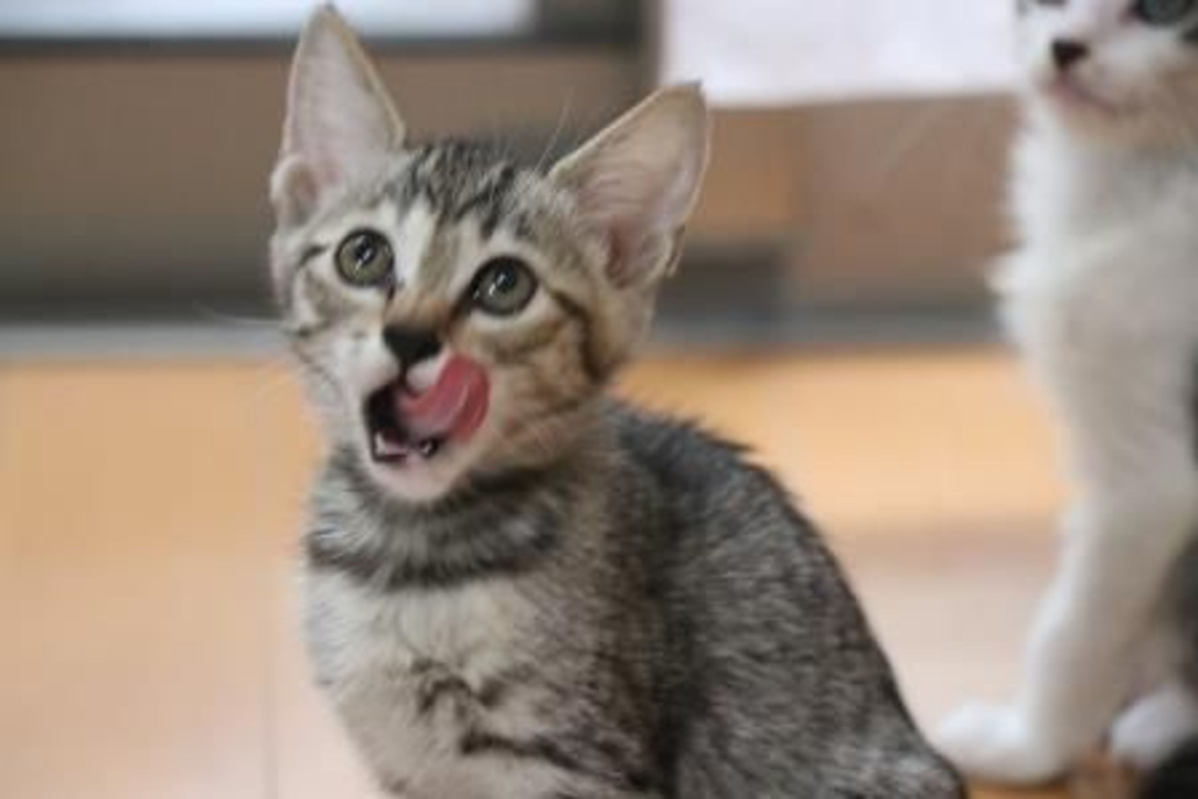 雑種（ミックス猫）・メスの里親募集の写真