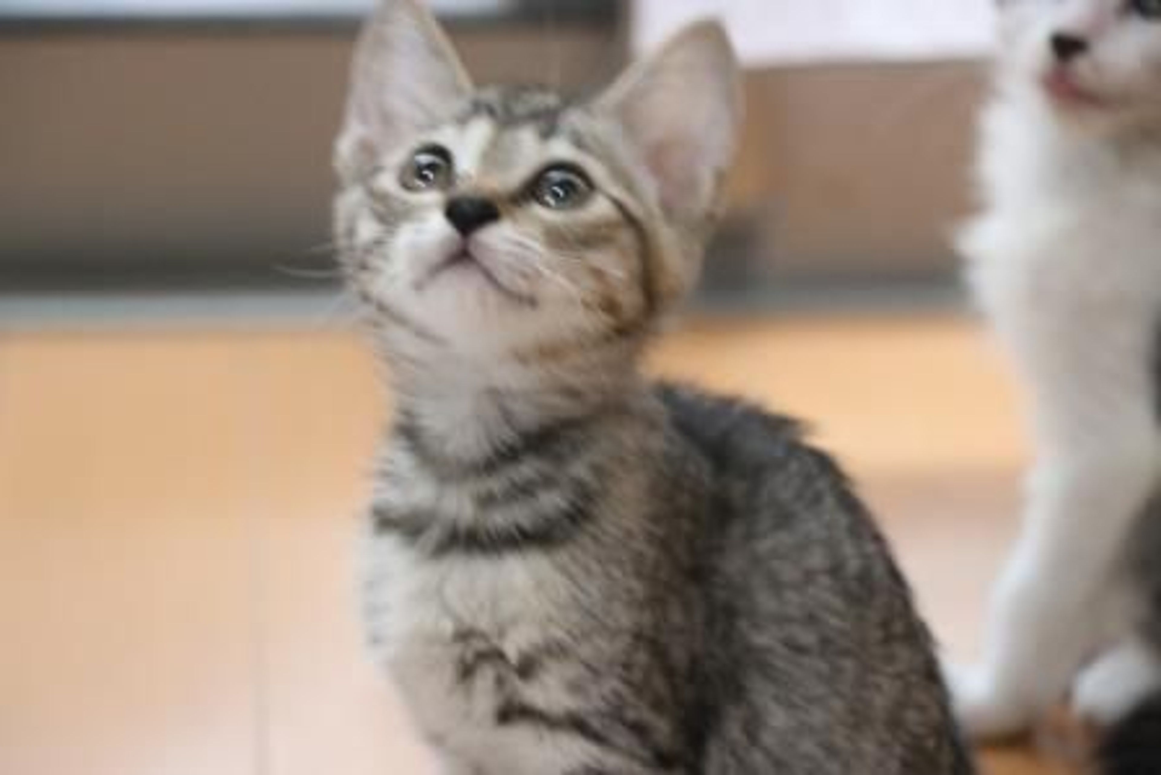 pet-image-4