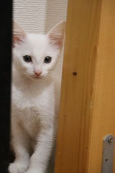 あんの写真