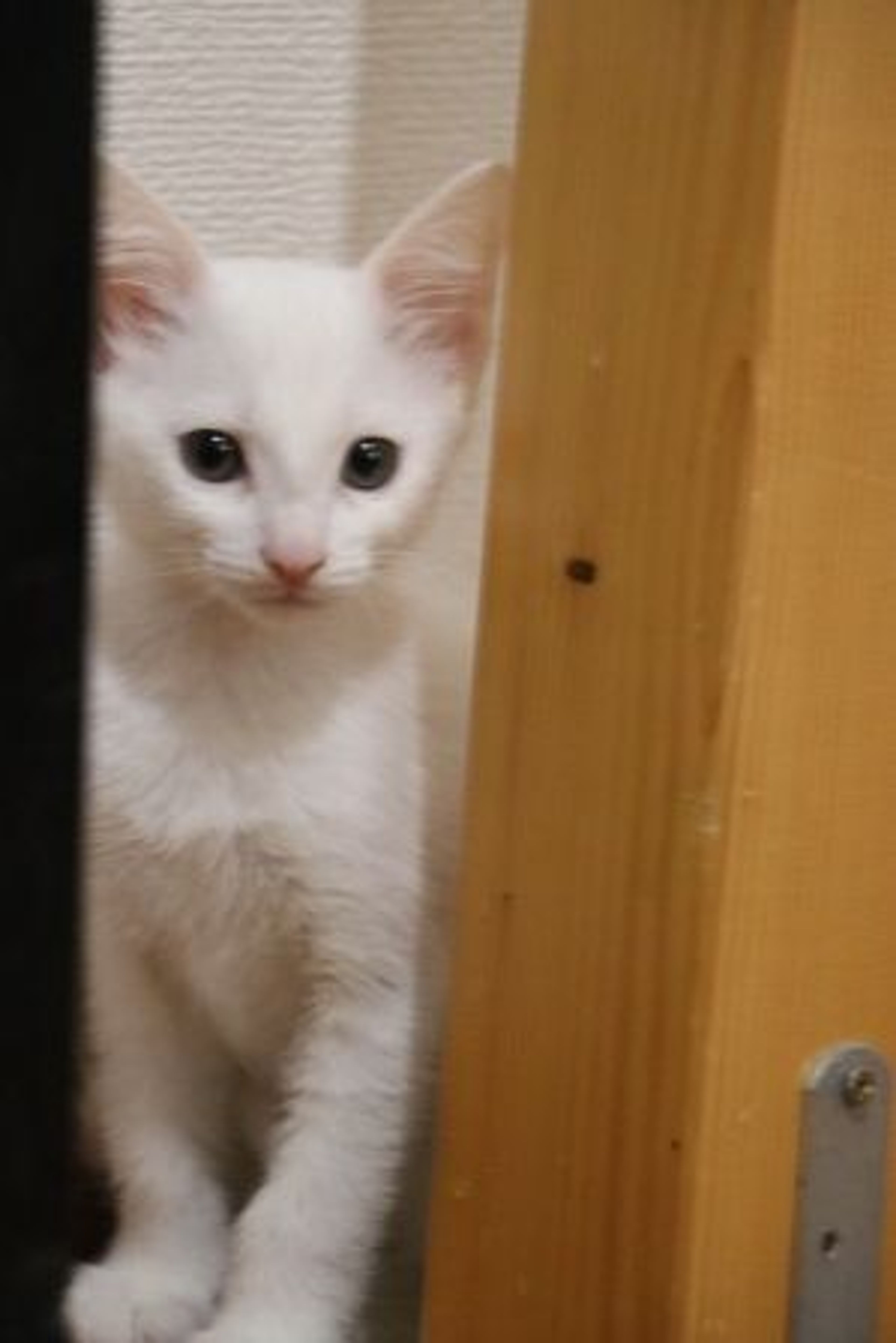 雑種（ミックス猫）・メスの里親募集の写真