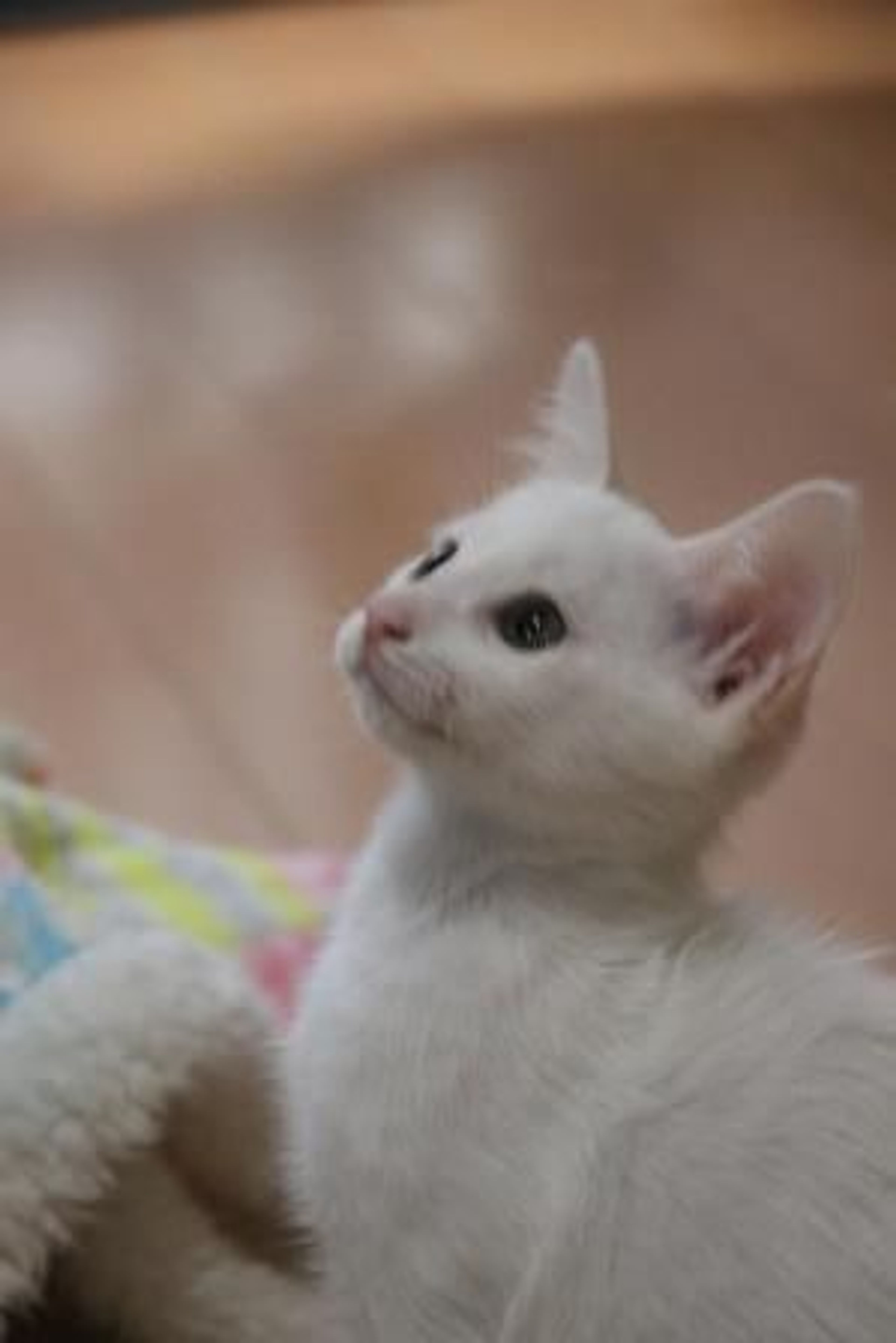 pet-image-4