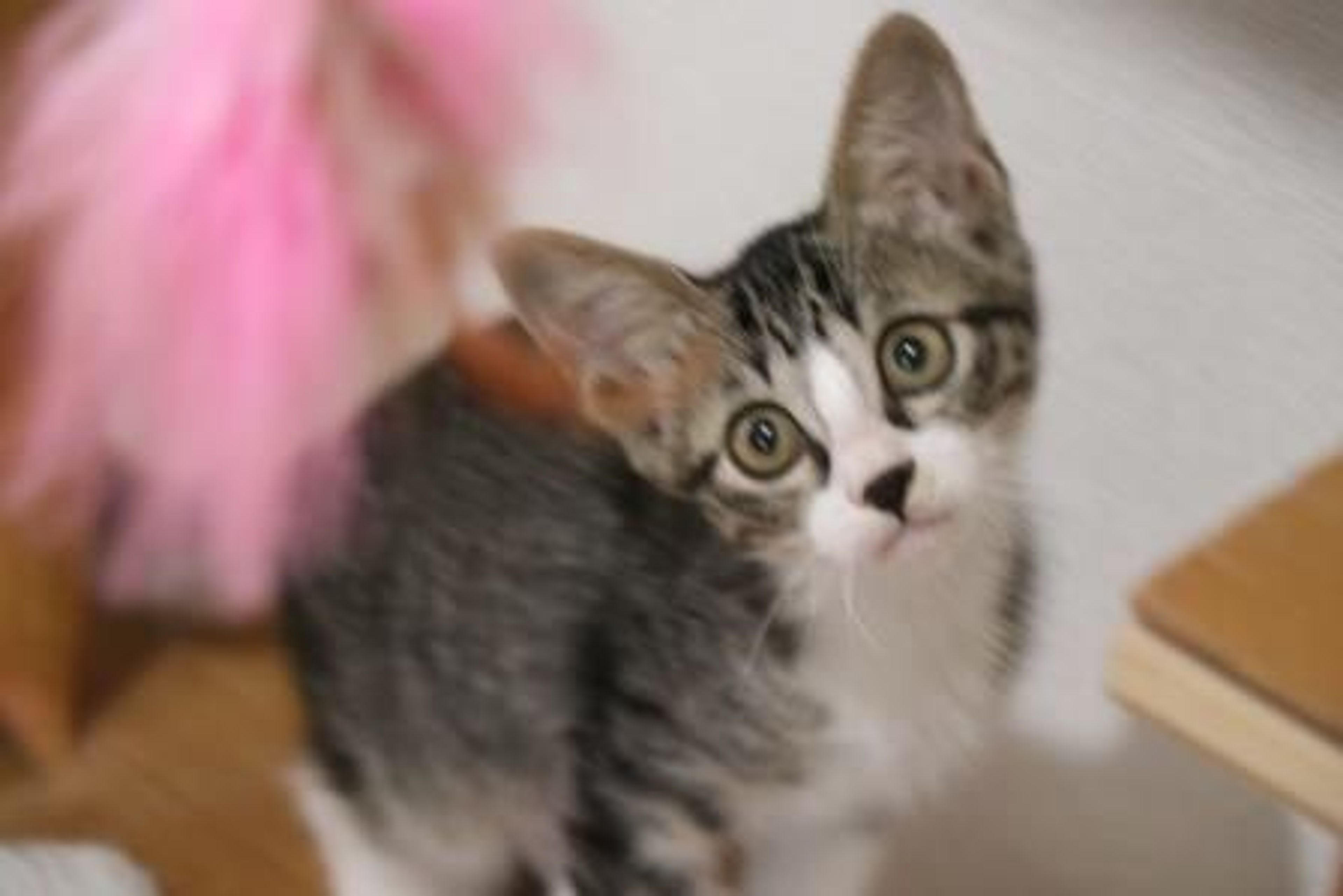 雑種（ミックス猫）・メスの里親募集の写真