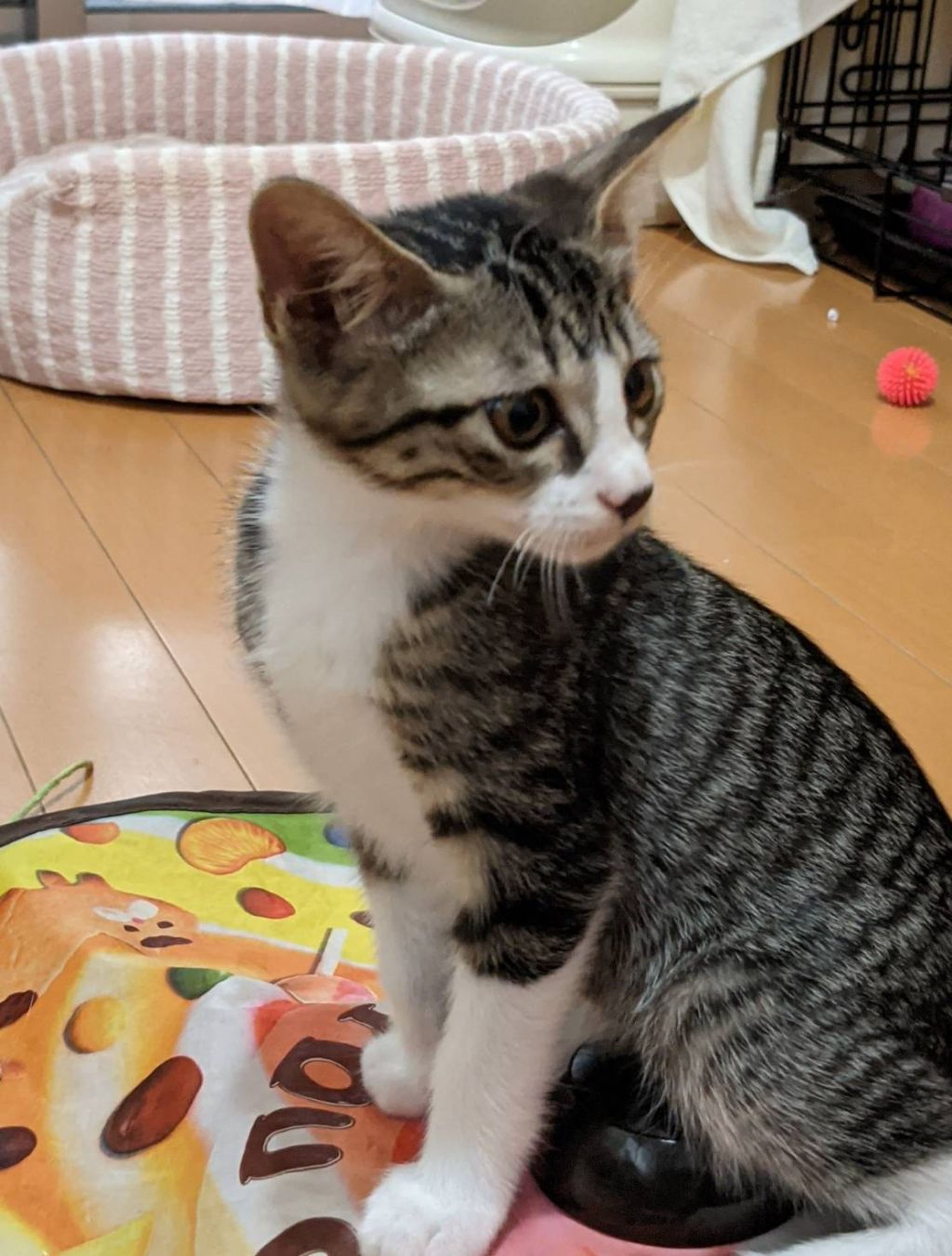 pet-image-2