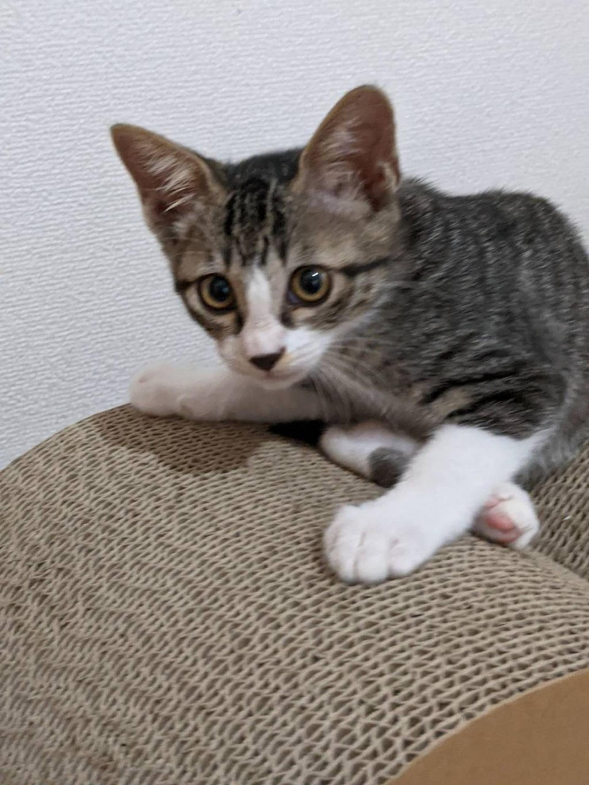 pet-image-3