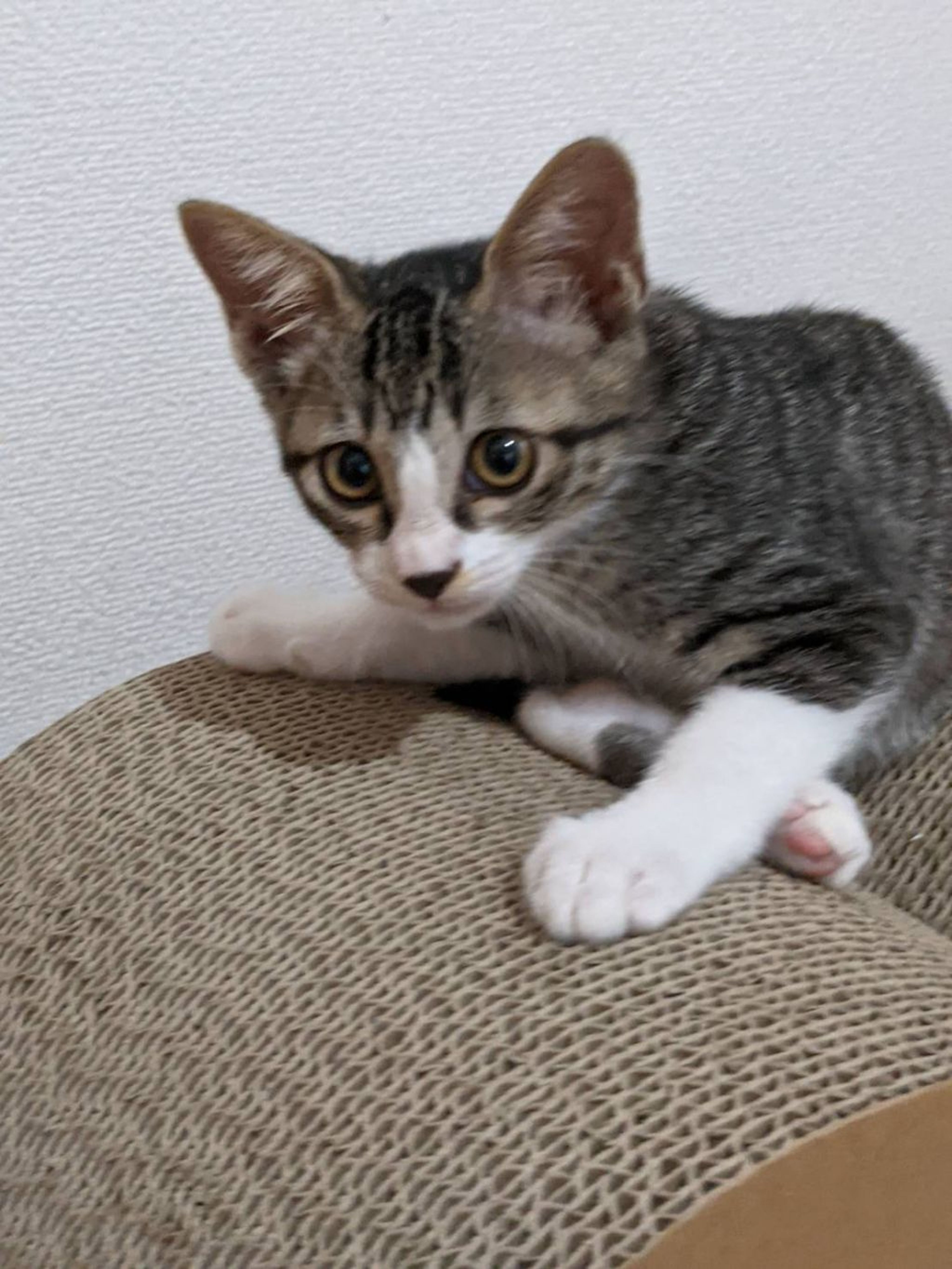 pet-image-3