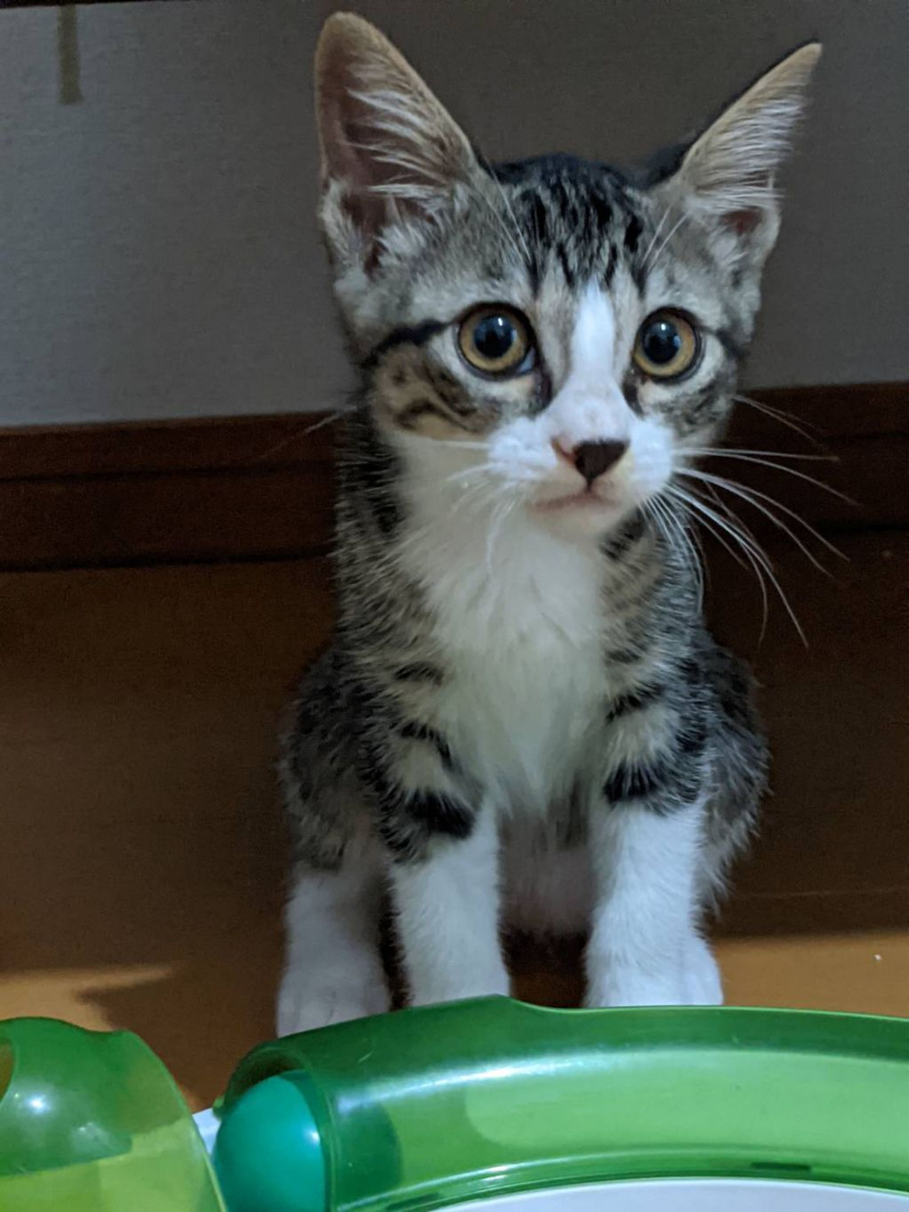 pet-image-4
