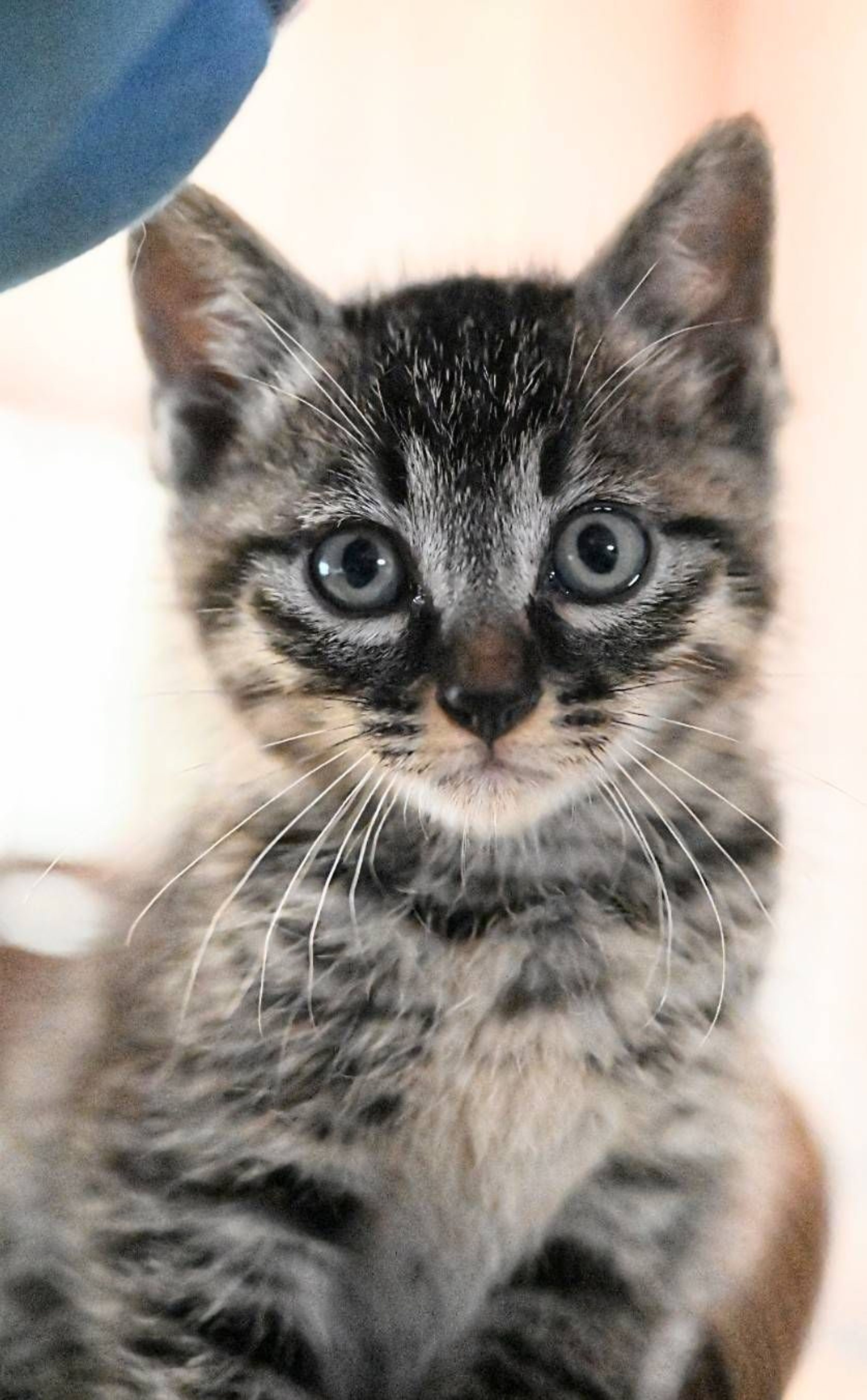 雑種（ミックス猫）・オスの里親募集の写真