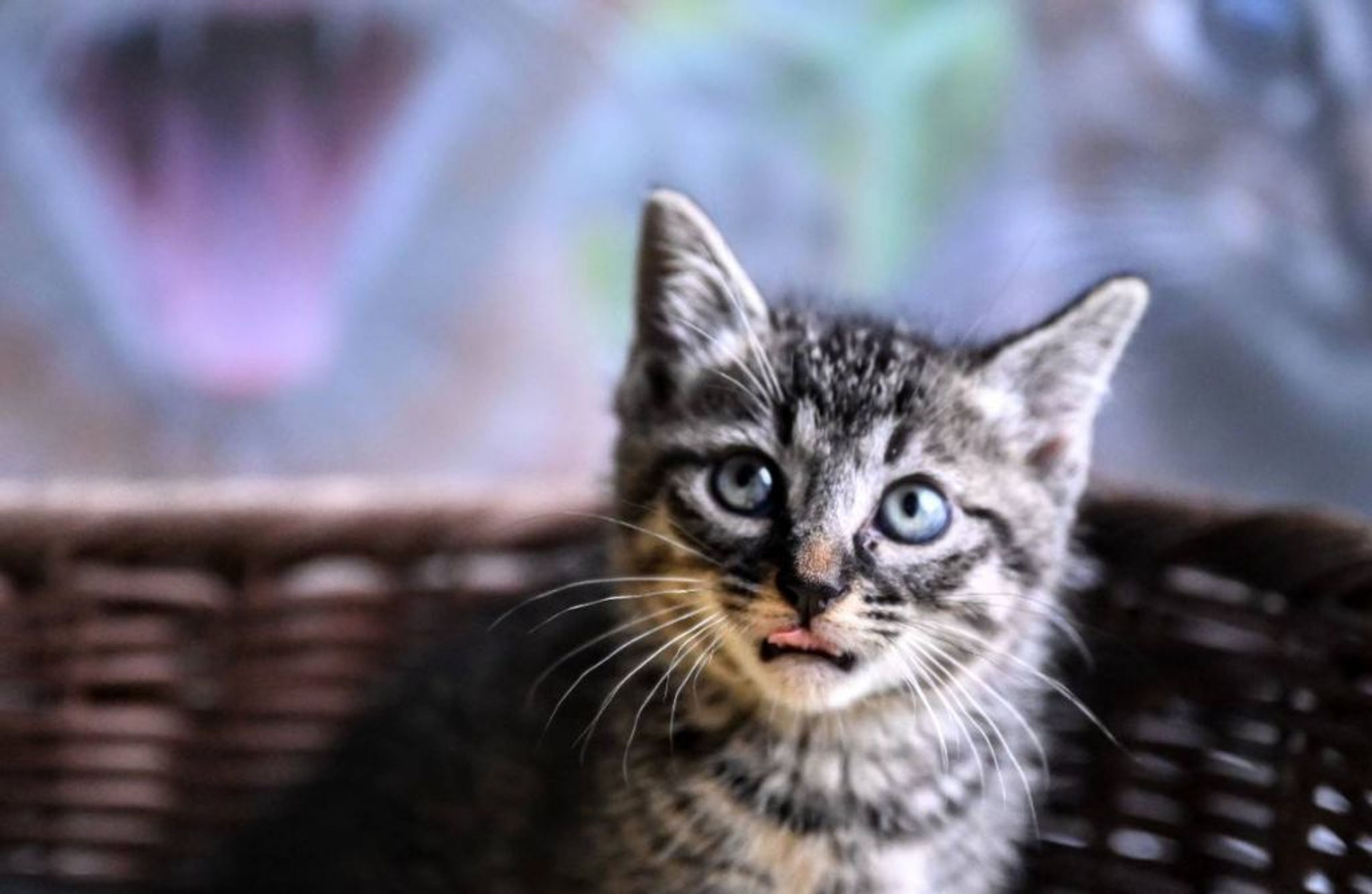 pet-image-4