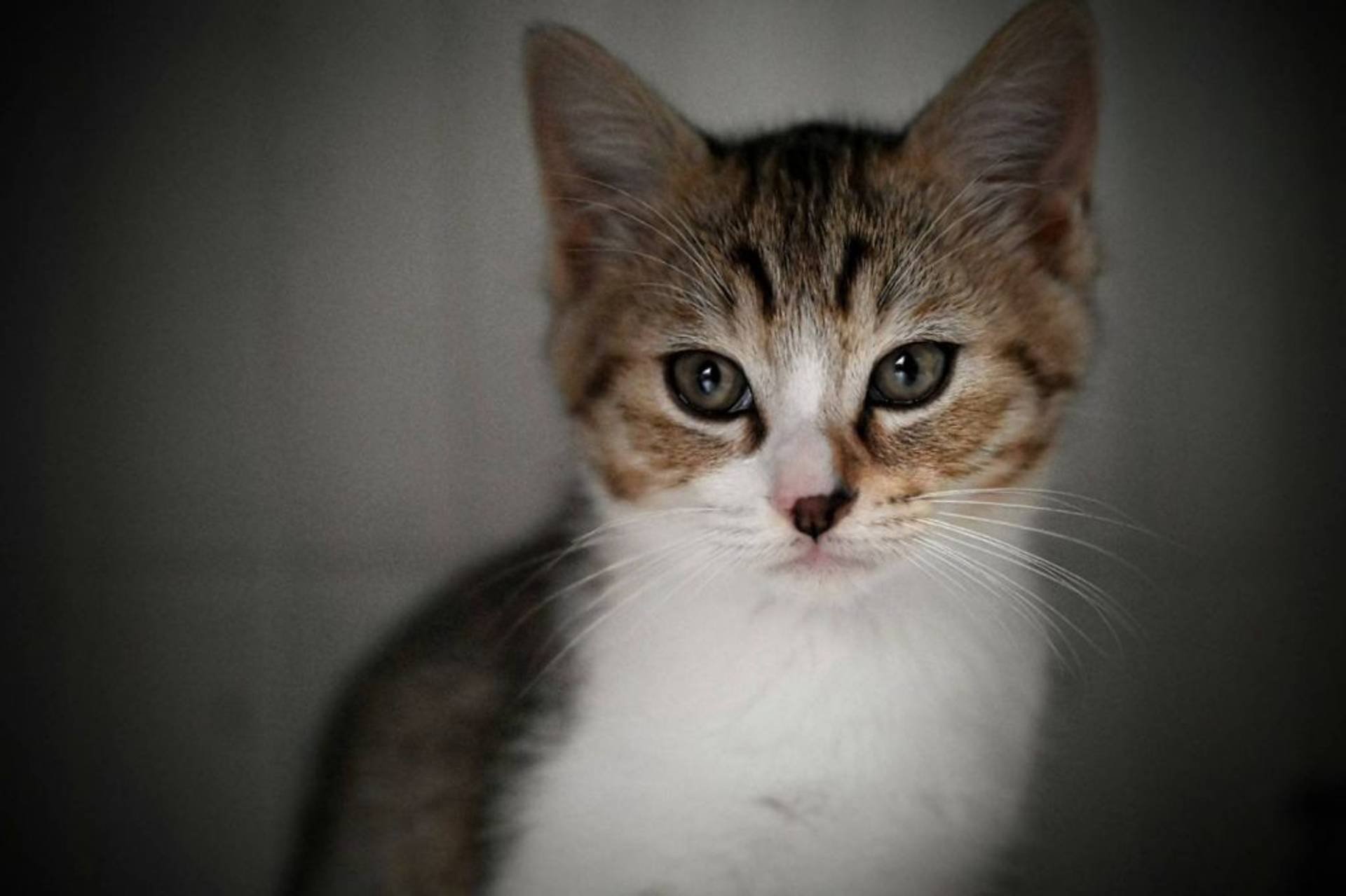 雑種（ミックス猫）・オスの里親募集の写真