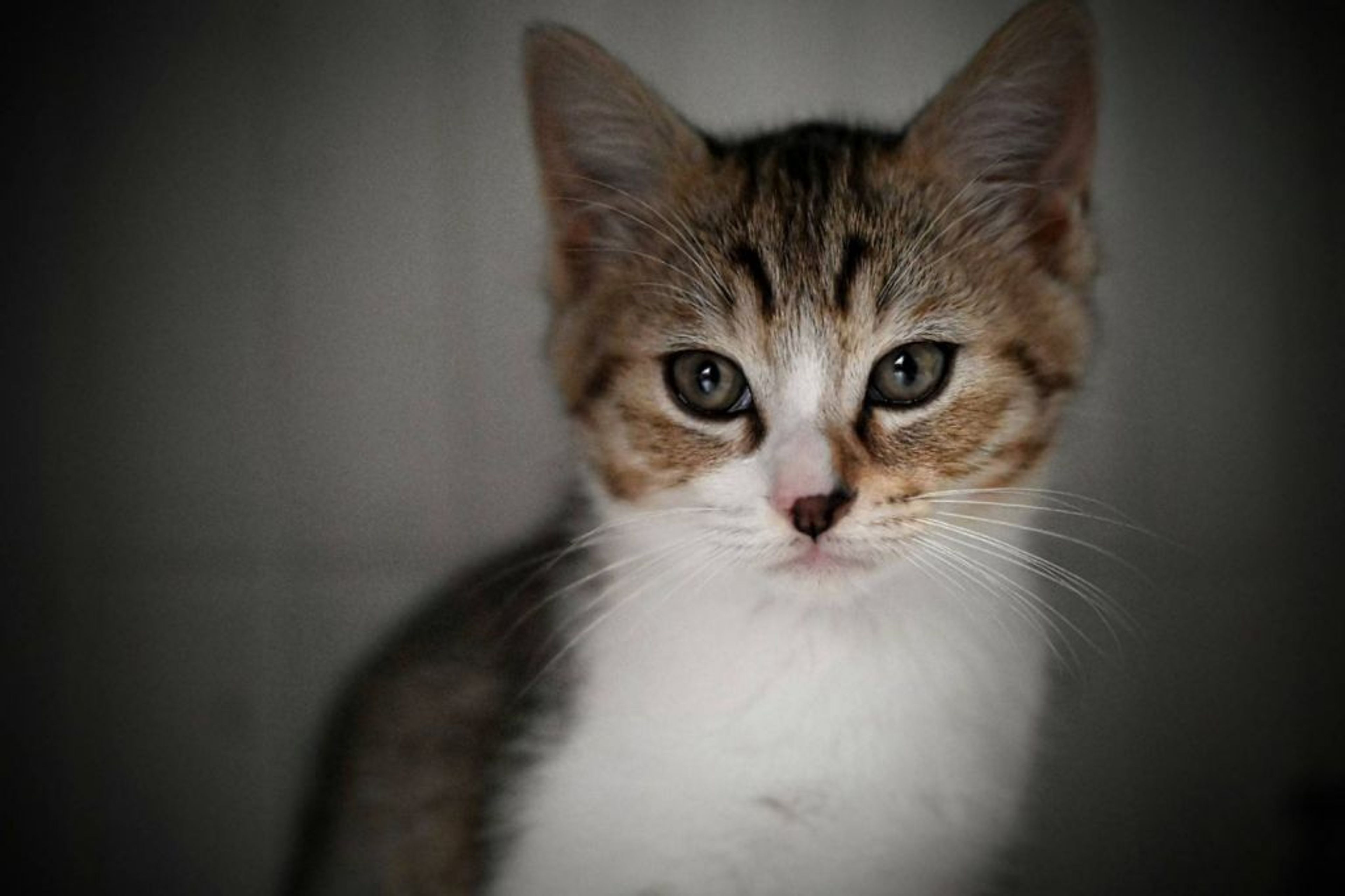 雑種（ミックス猫）・オスの里親募集の写真