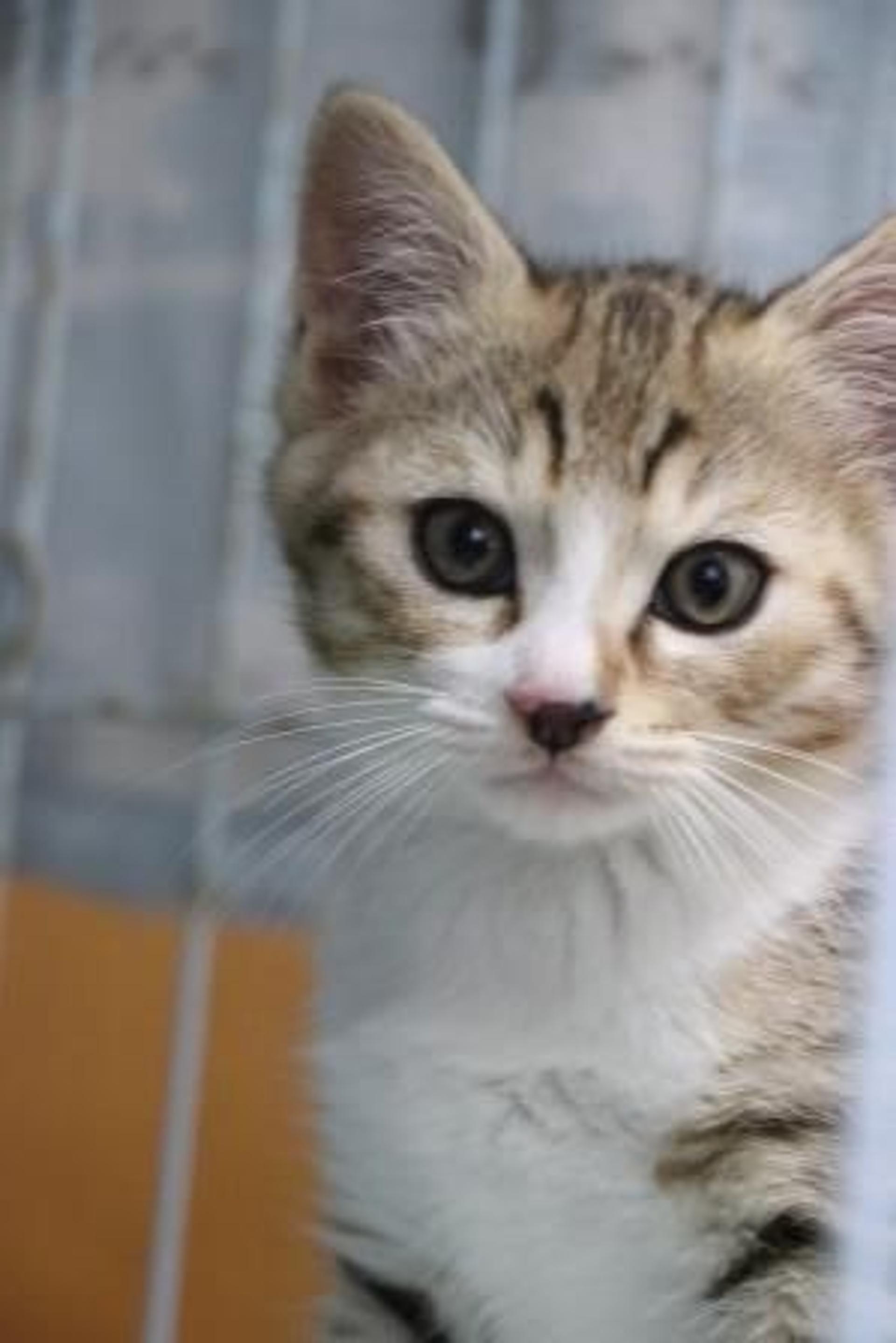 pet-image-2