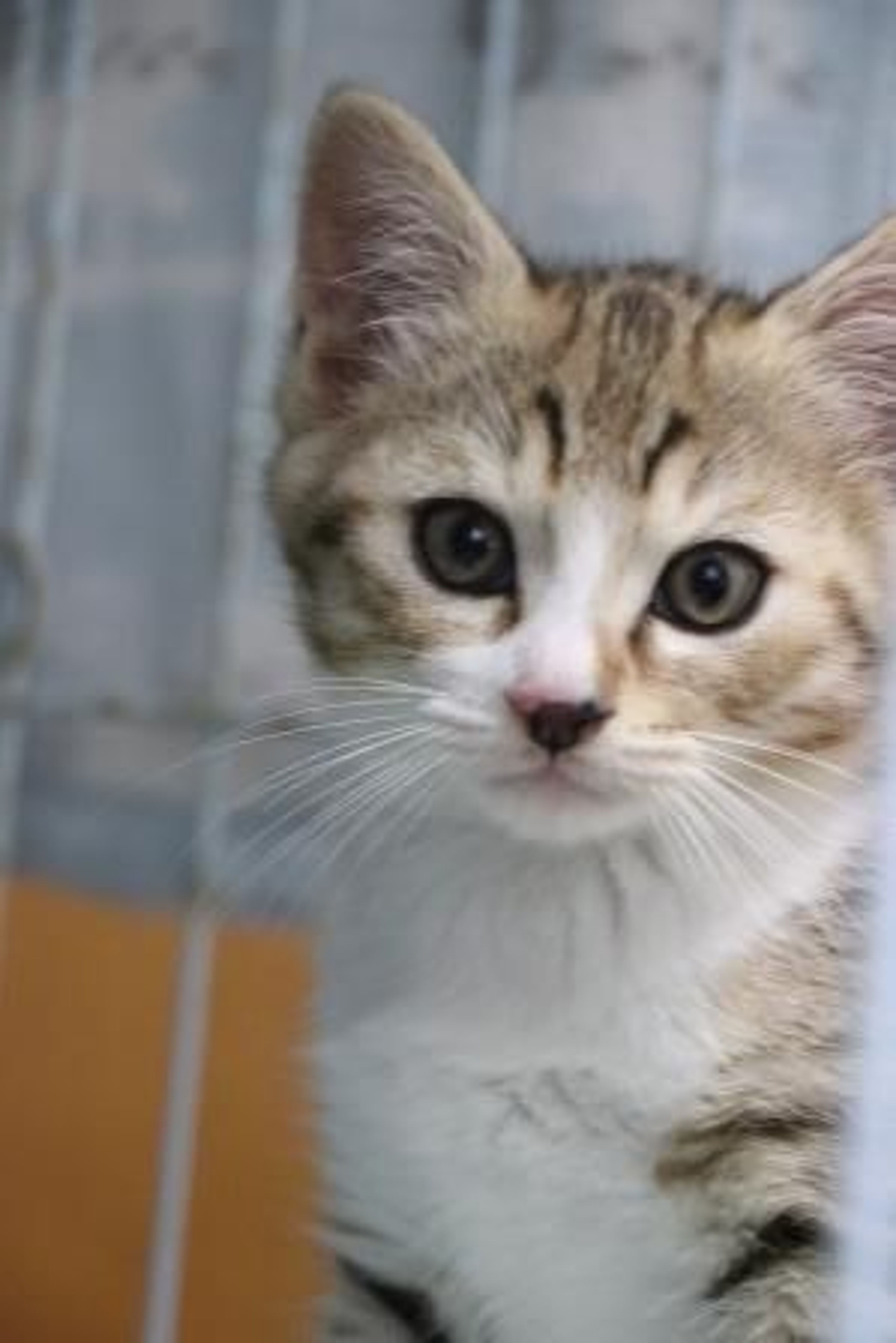 pet-image-2