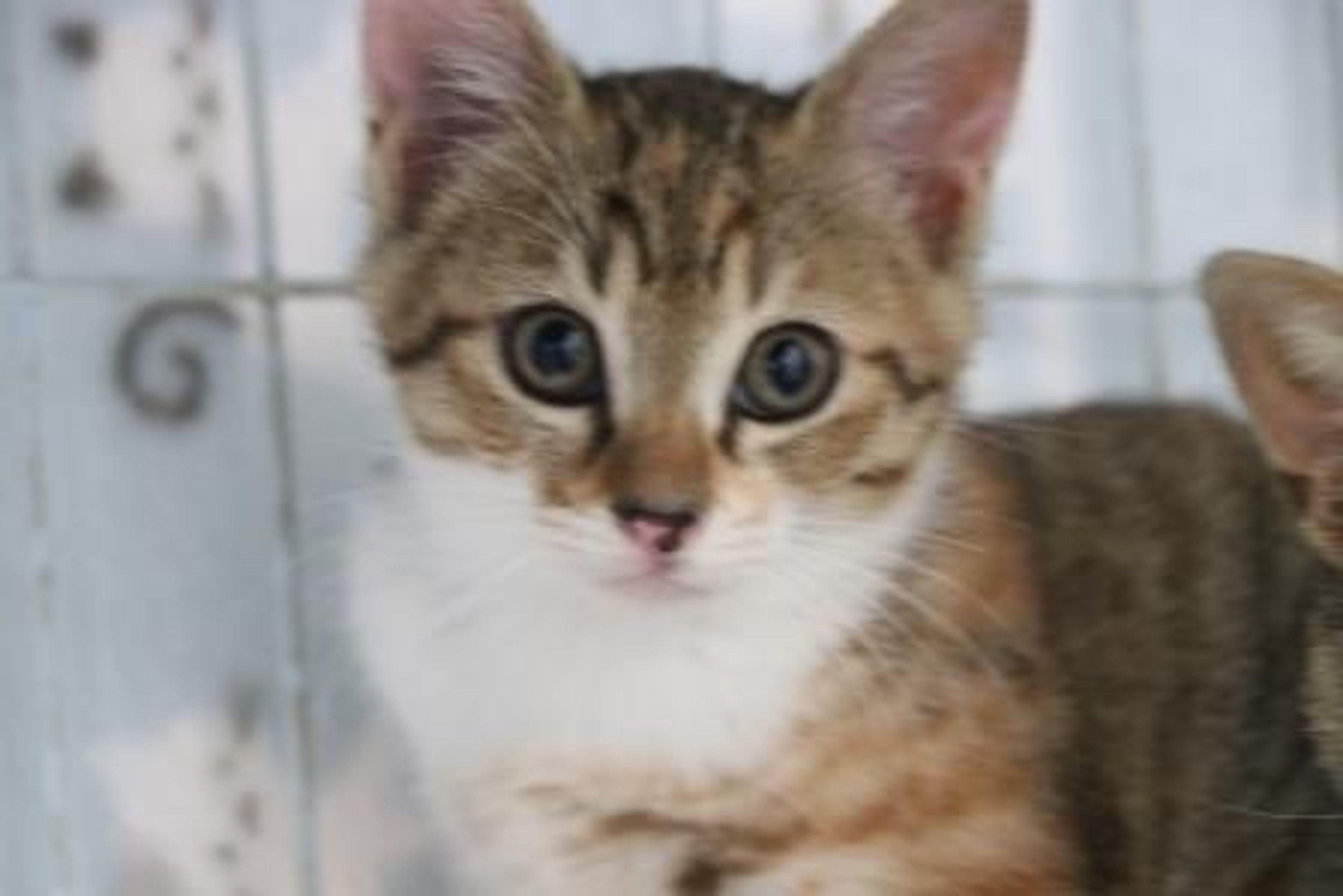 雑種（ミックス猫）・メスの里親募集の写真