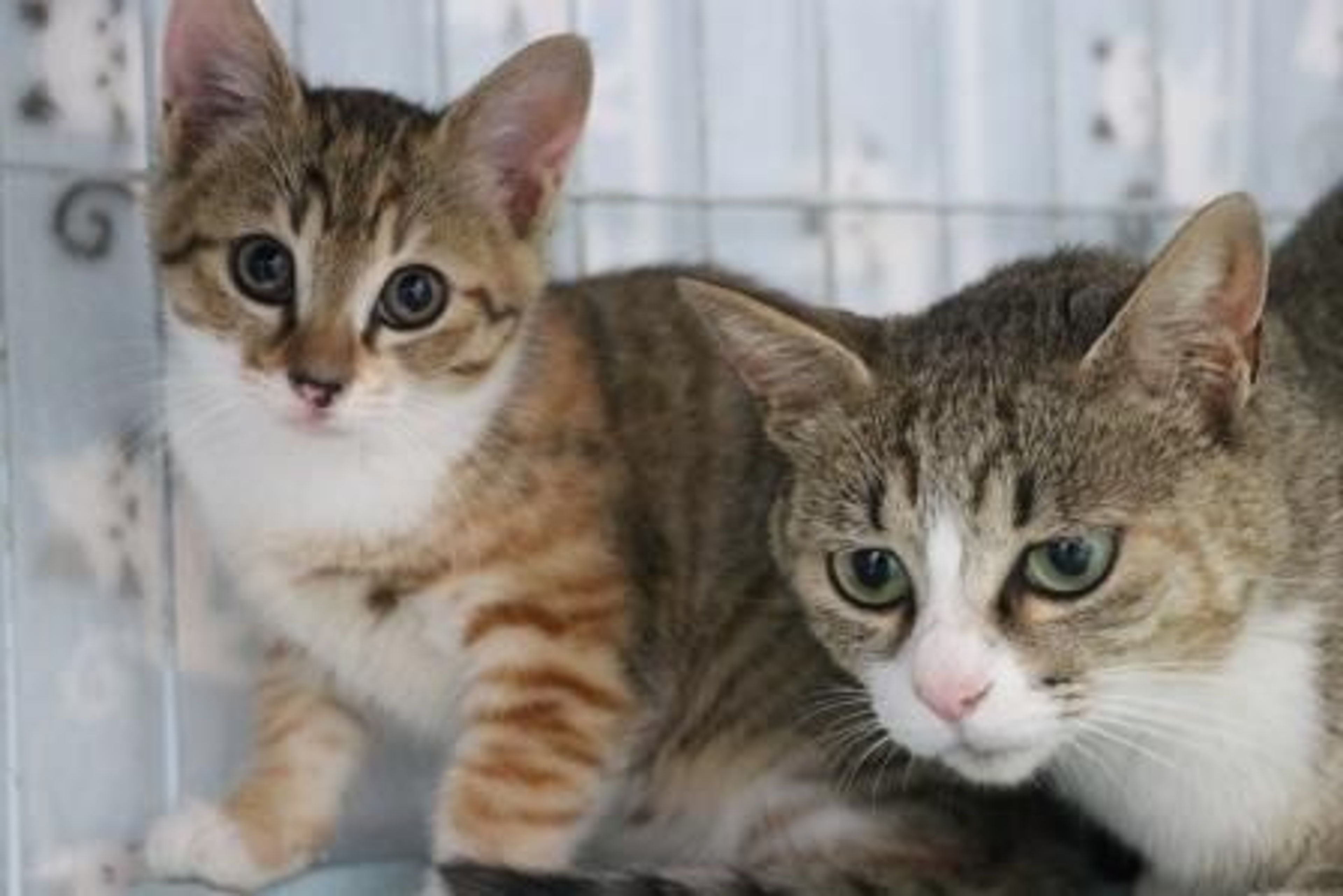pet-image-4