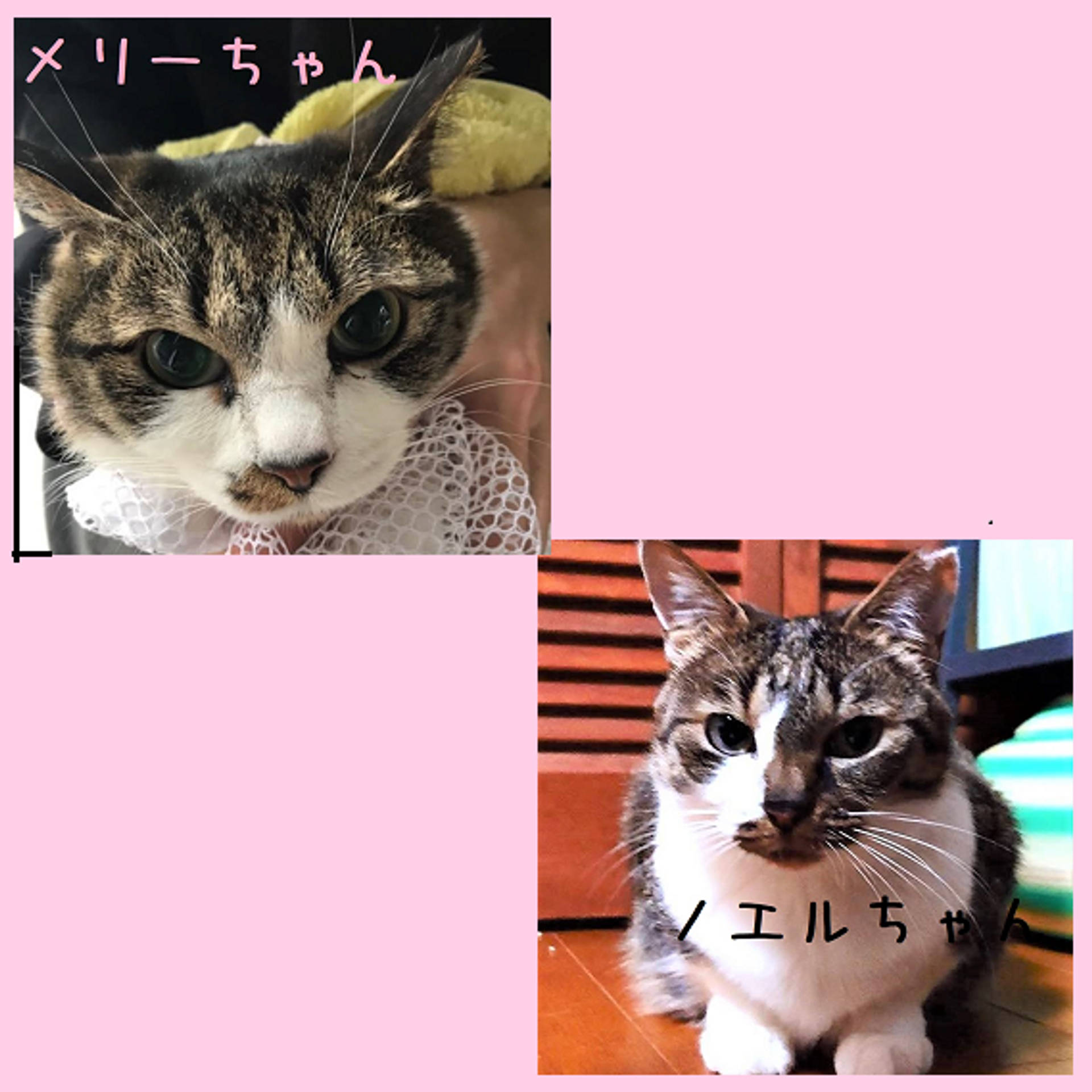 雑種（ミックス猫）・メスの里親募集の写真