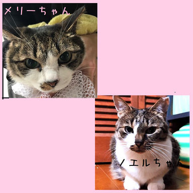 ノエル＆メリーの写真