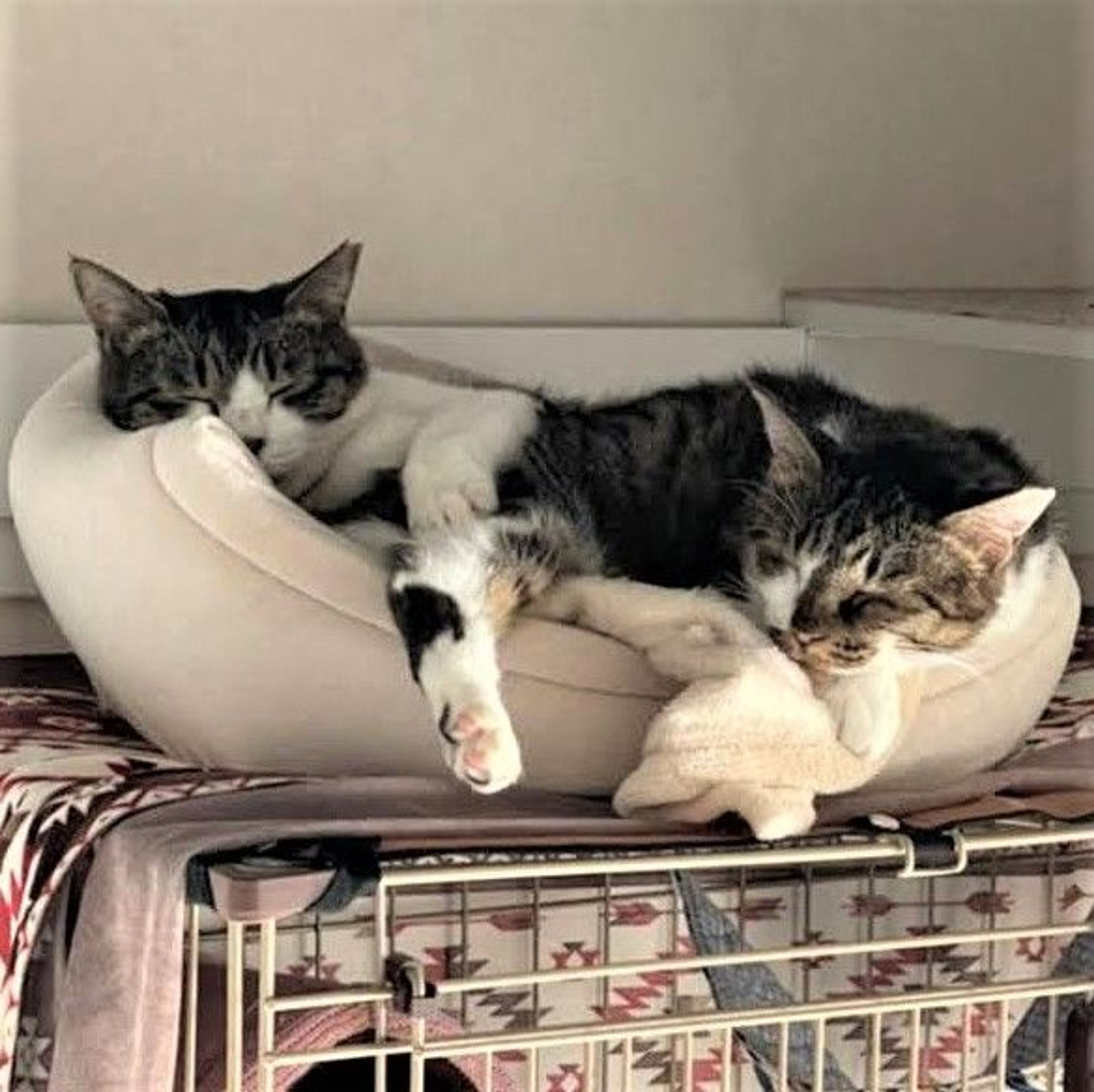 pet-image-3