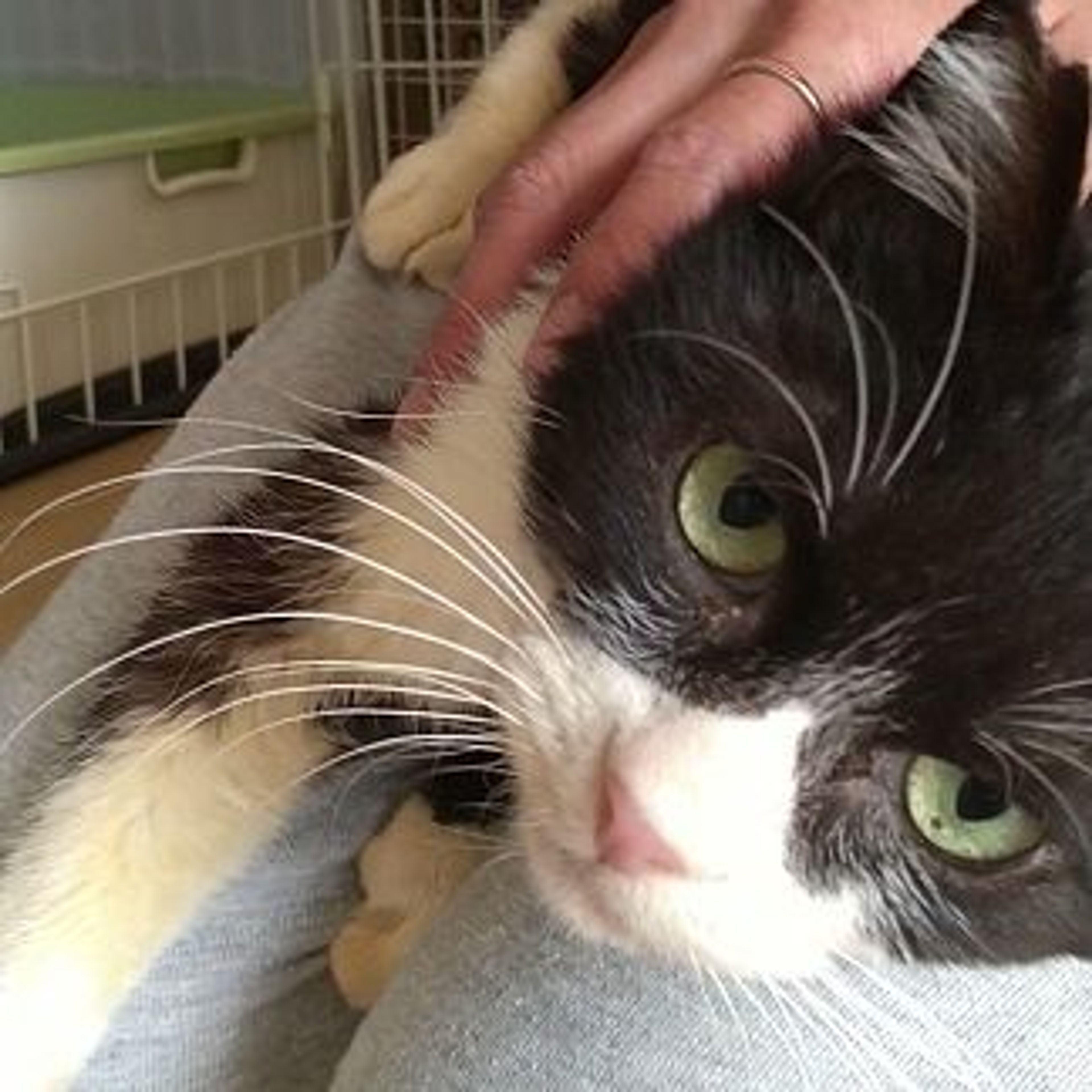 雑種（ミックス猫）・オスの里親募集の写真