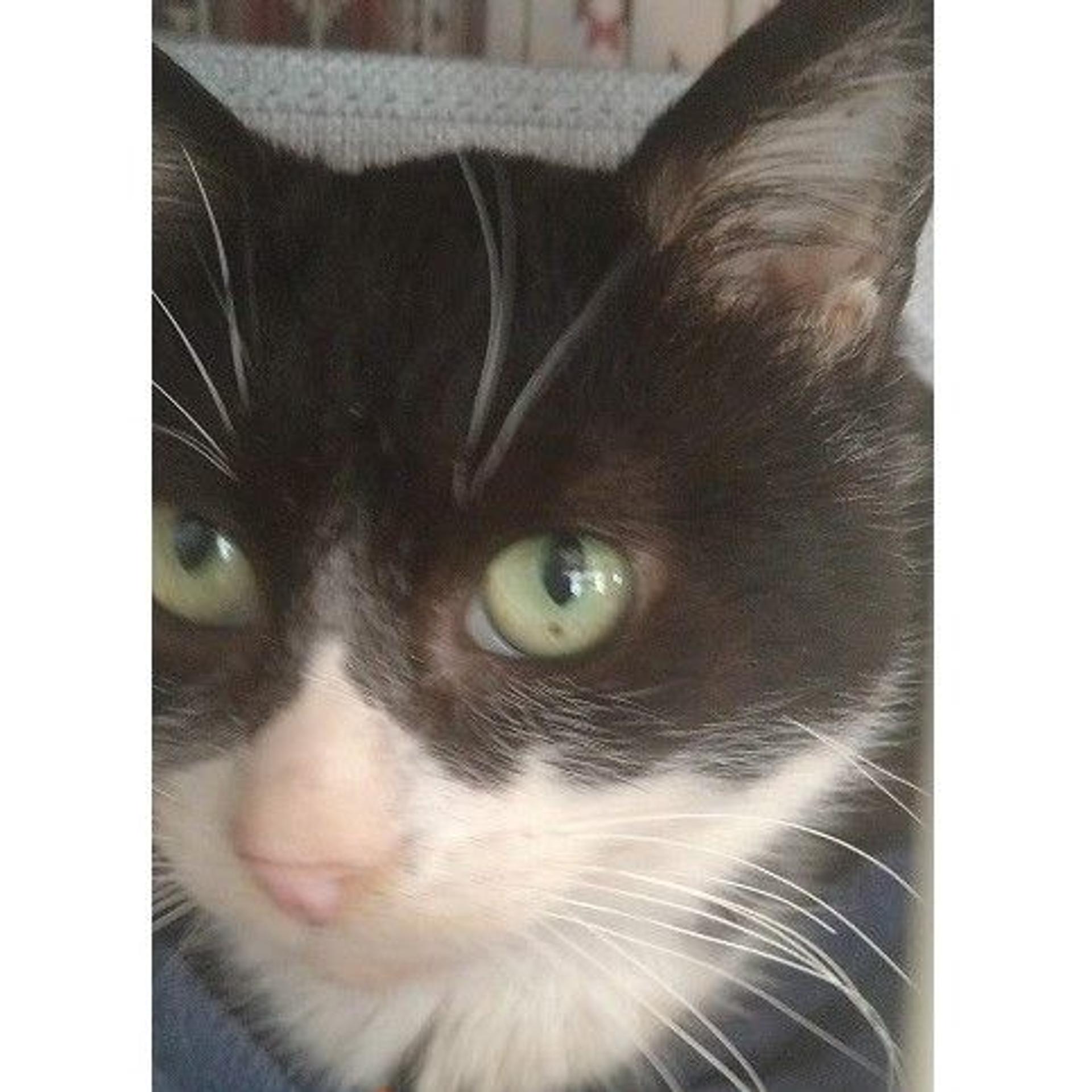 pet-image-3