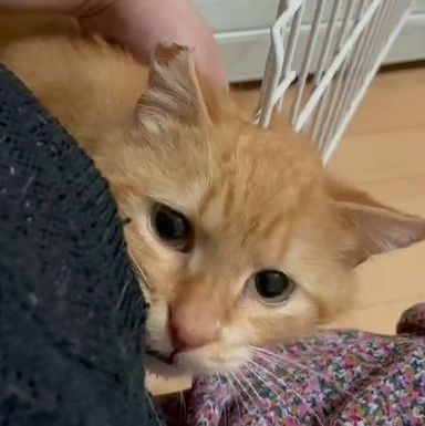 トラの写真
