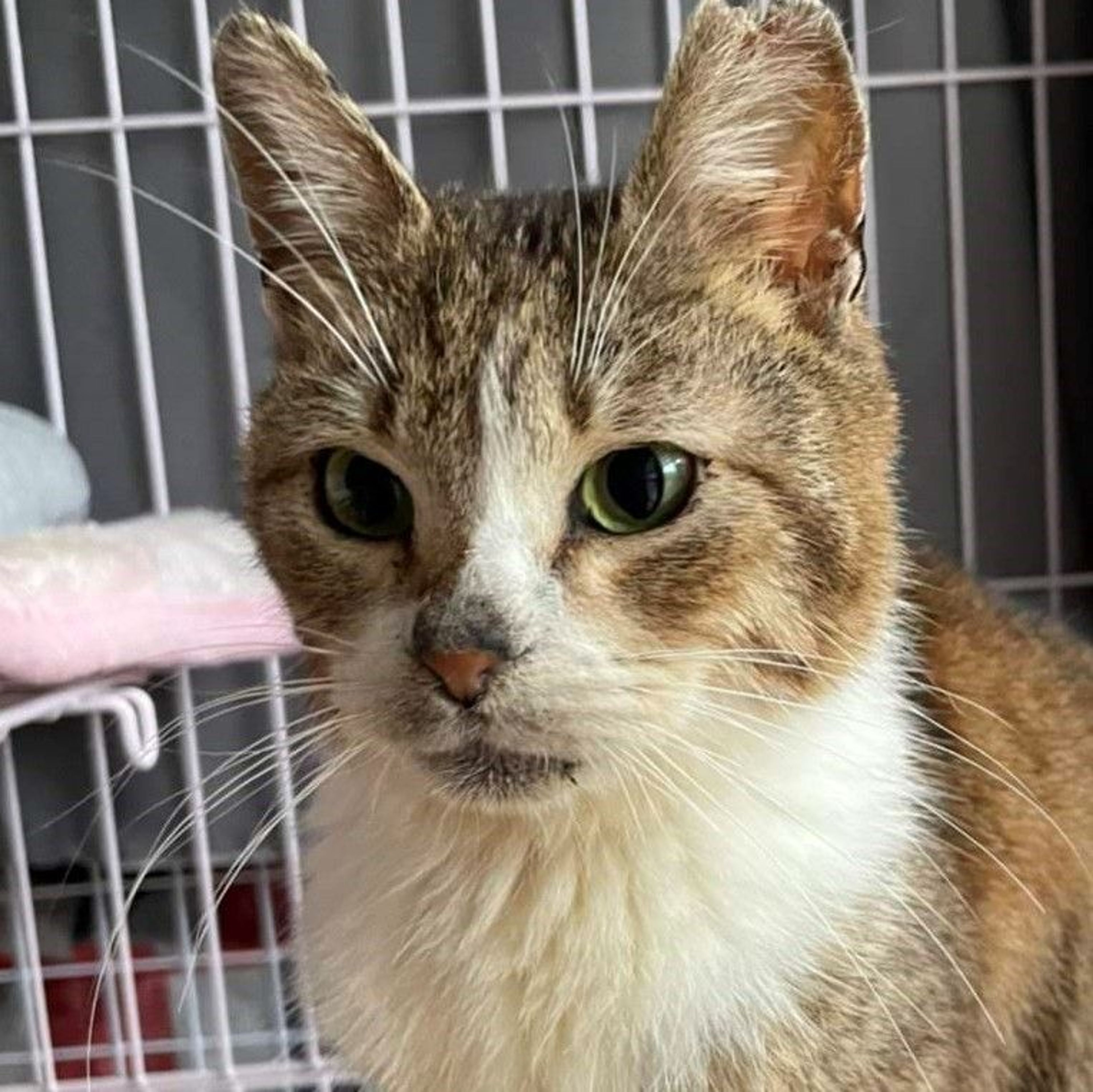 雑種（ミックス猫）・メスの里親募集の写真