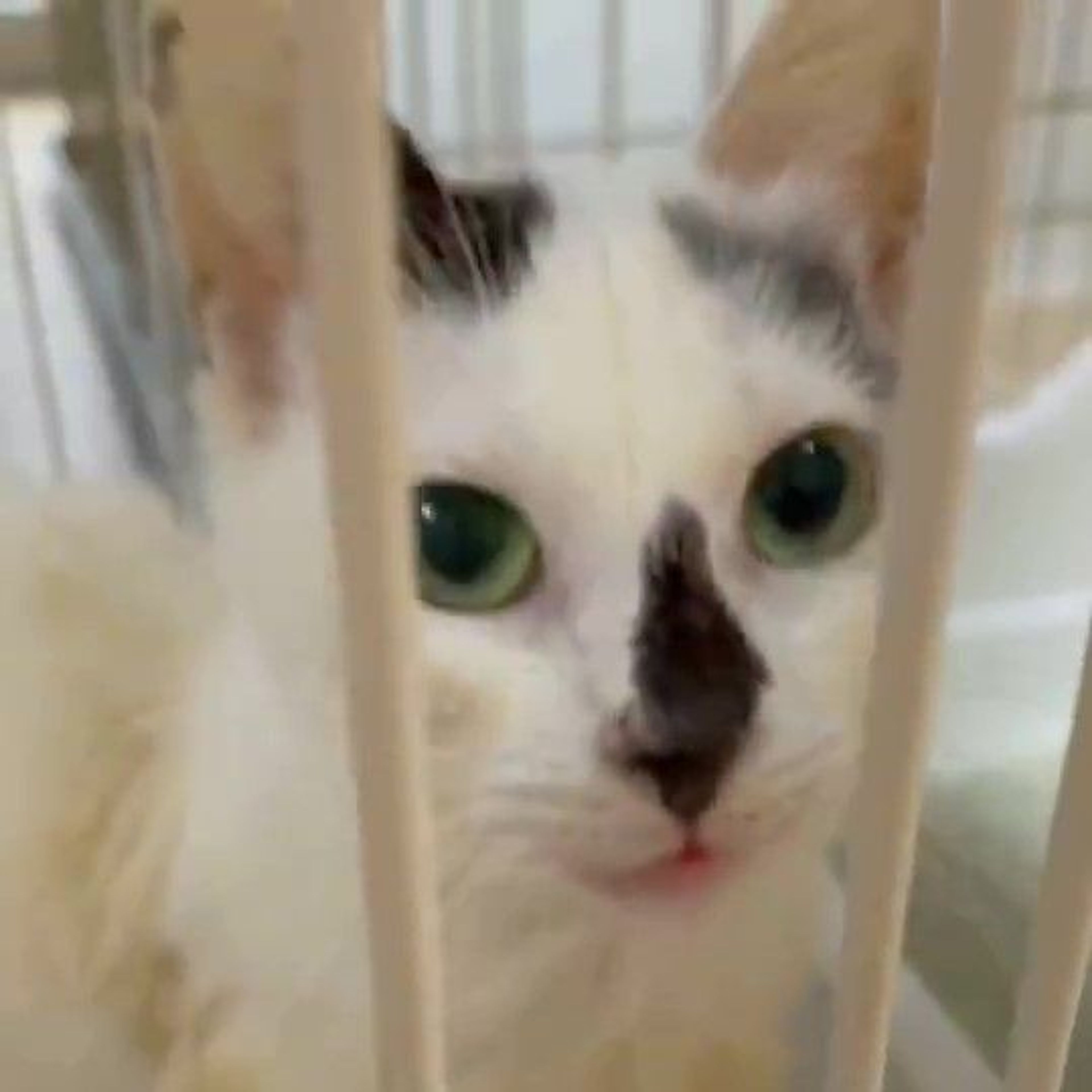 雑種（ミックス猫）・メスの里親募集の写真