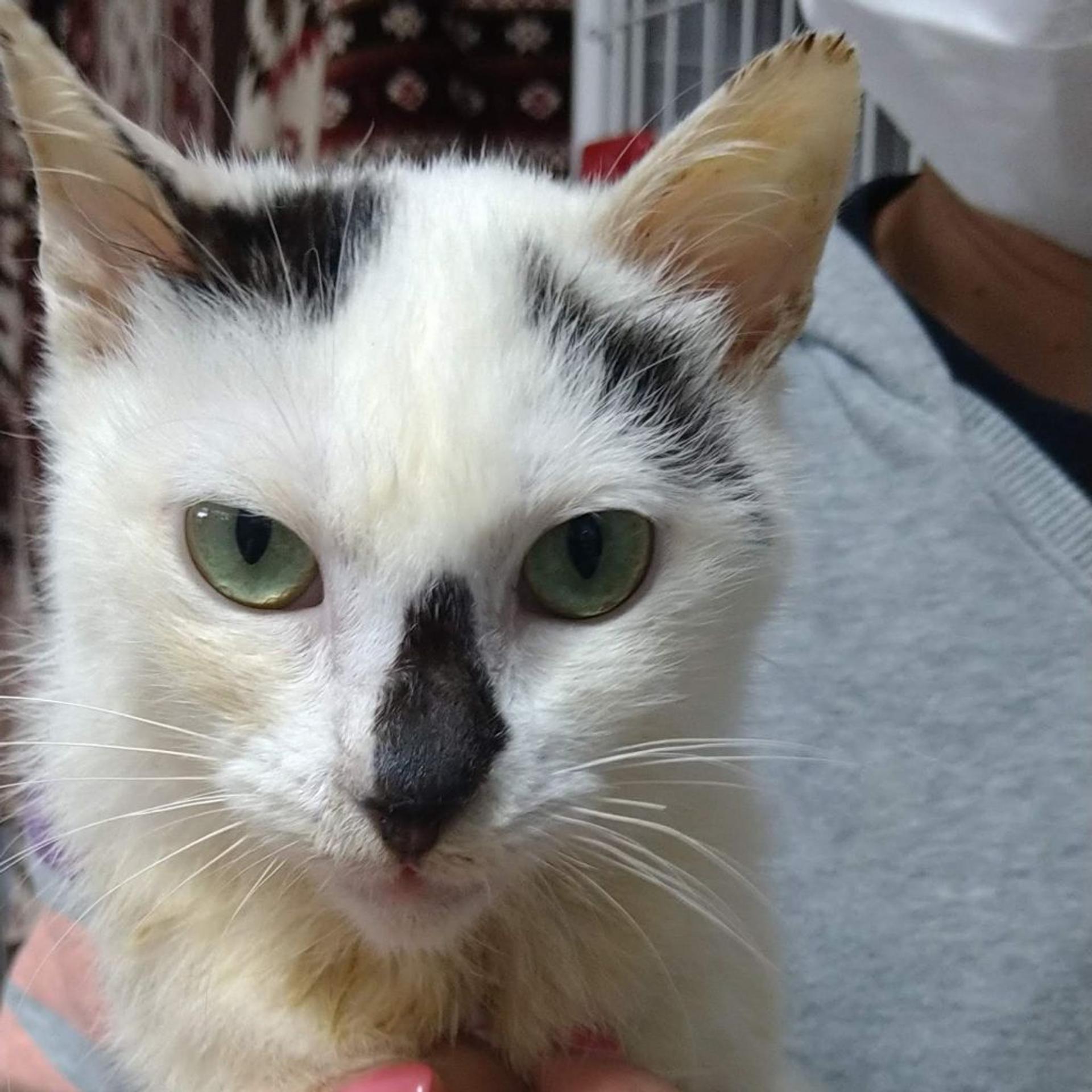 pet-image-2