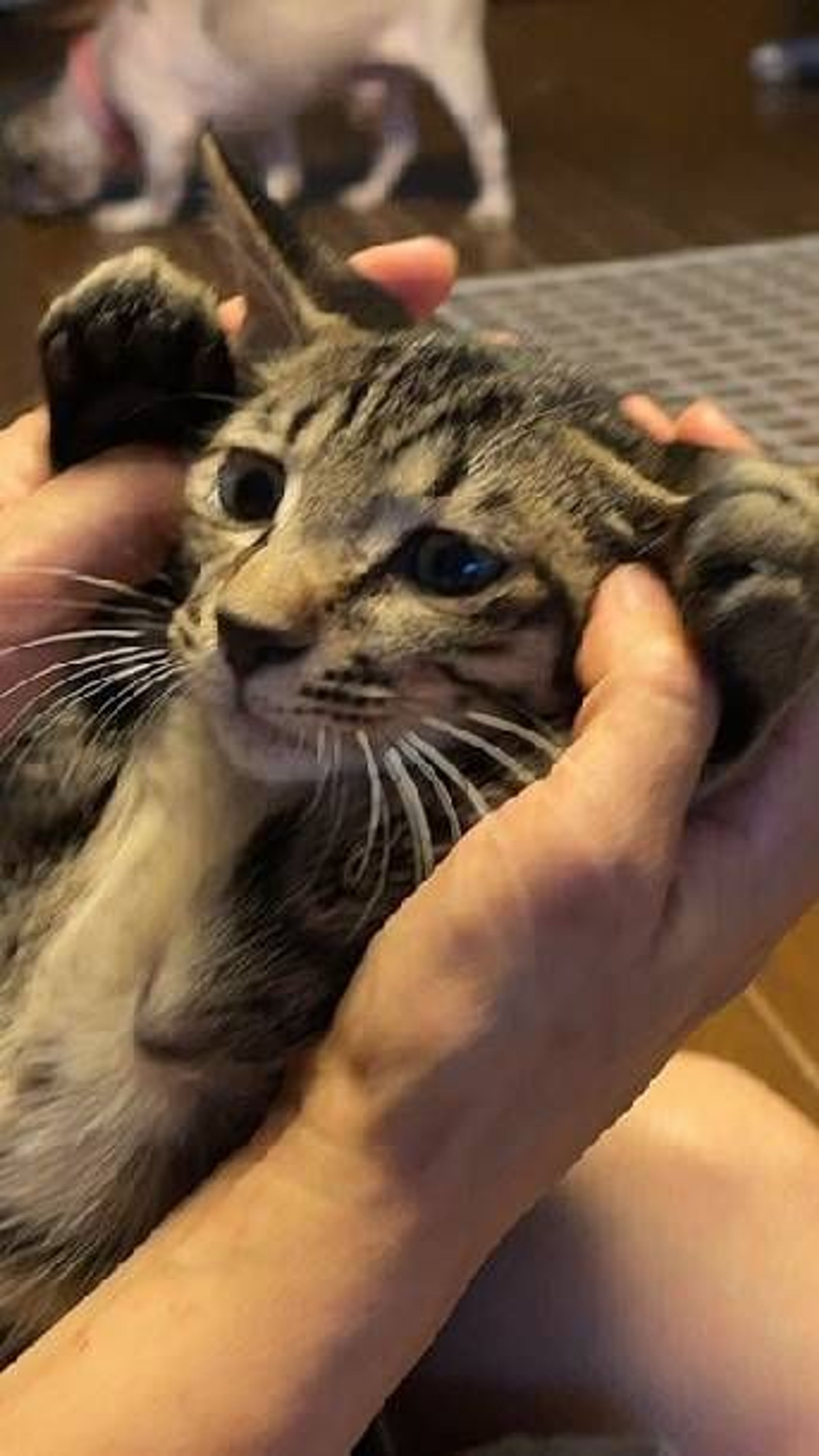 雑種（ミックス猫）・オスの里親募集の写真