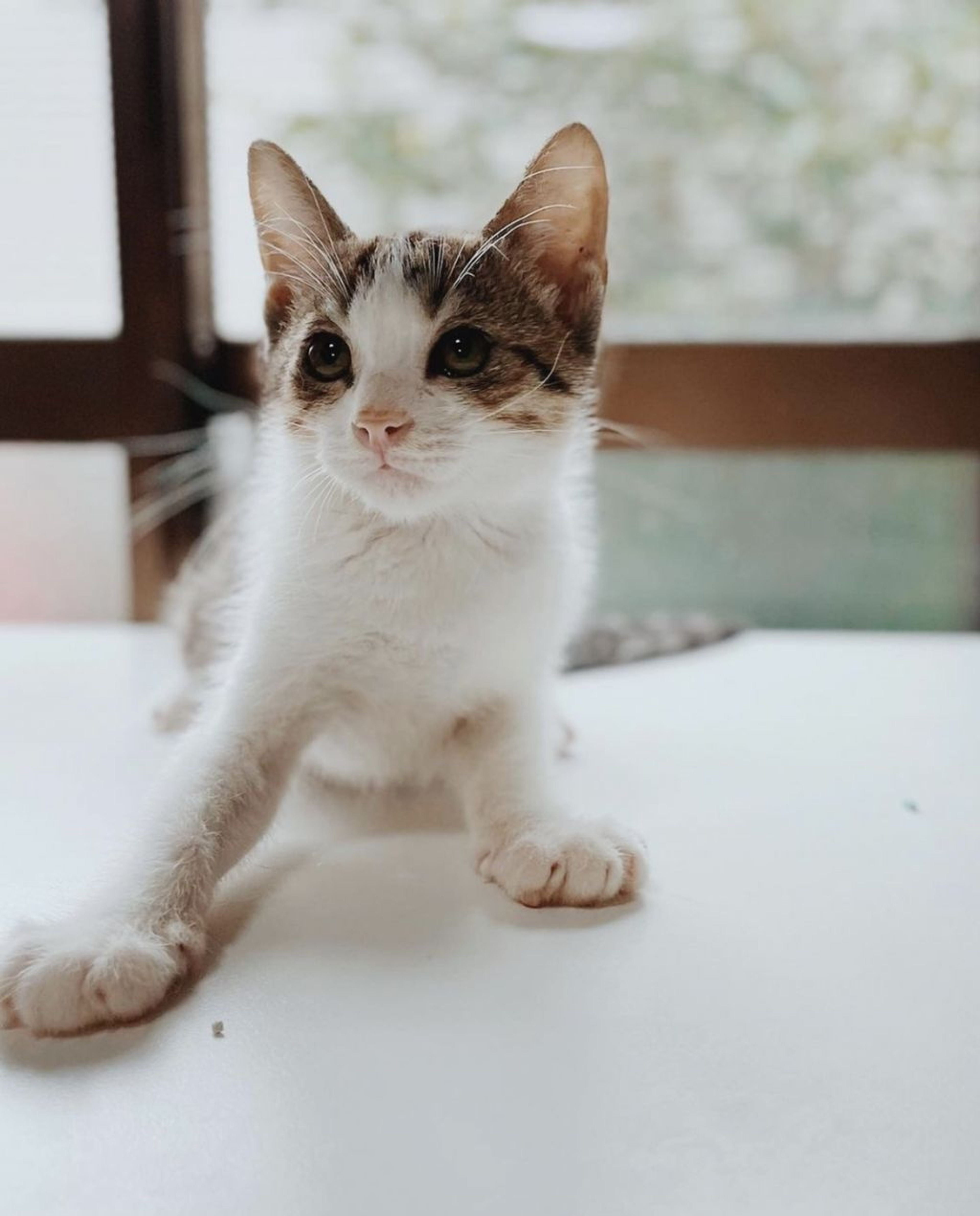 雑種（ミックス猫）・オスの里親募集の写真