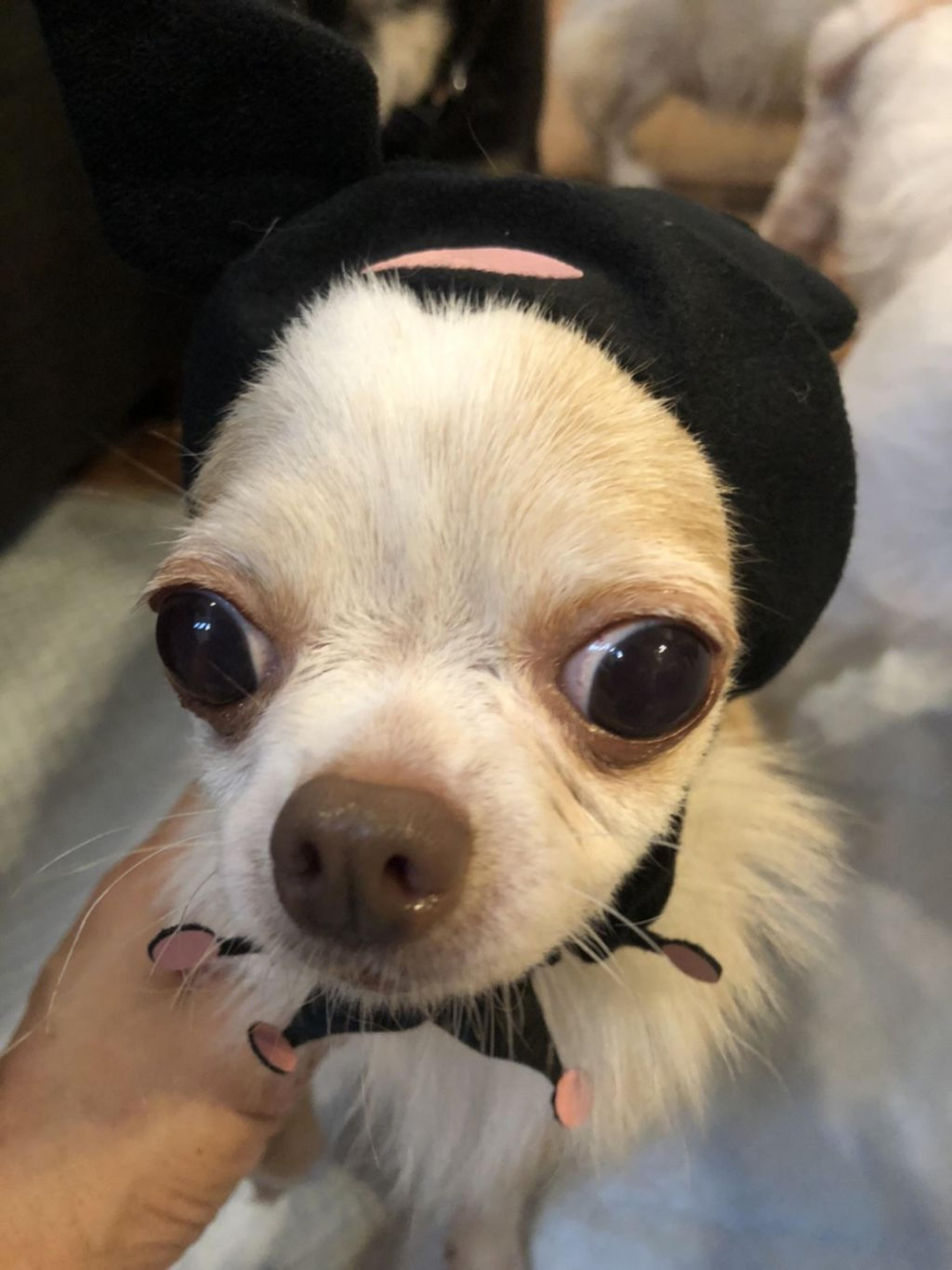 pet-image-2