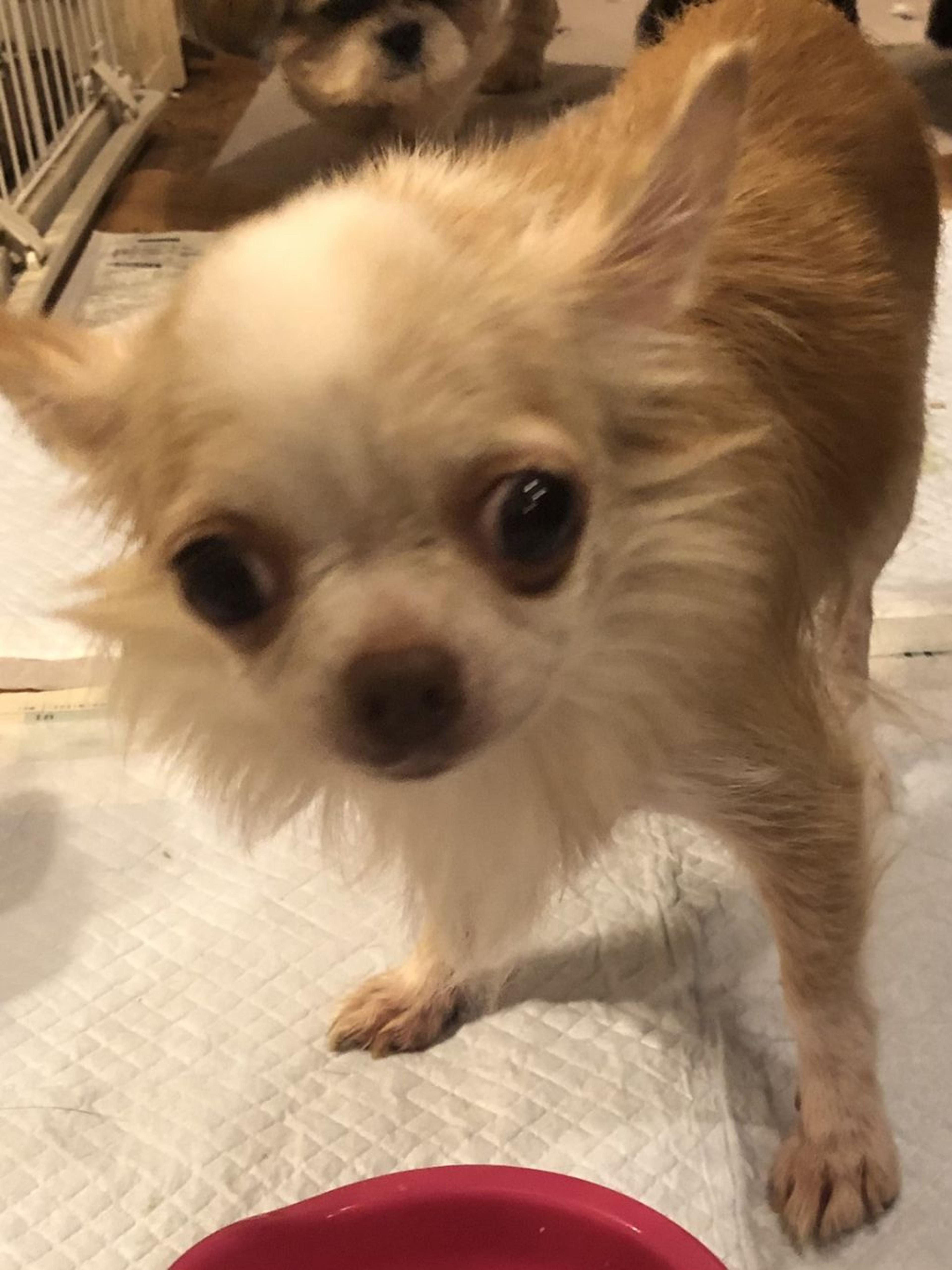 pet-image-3