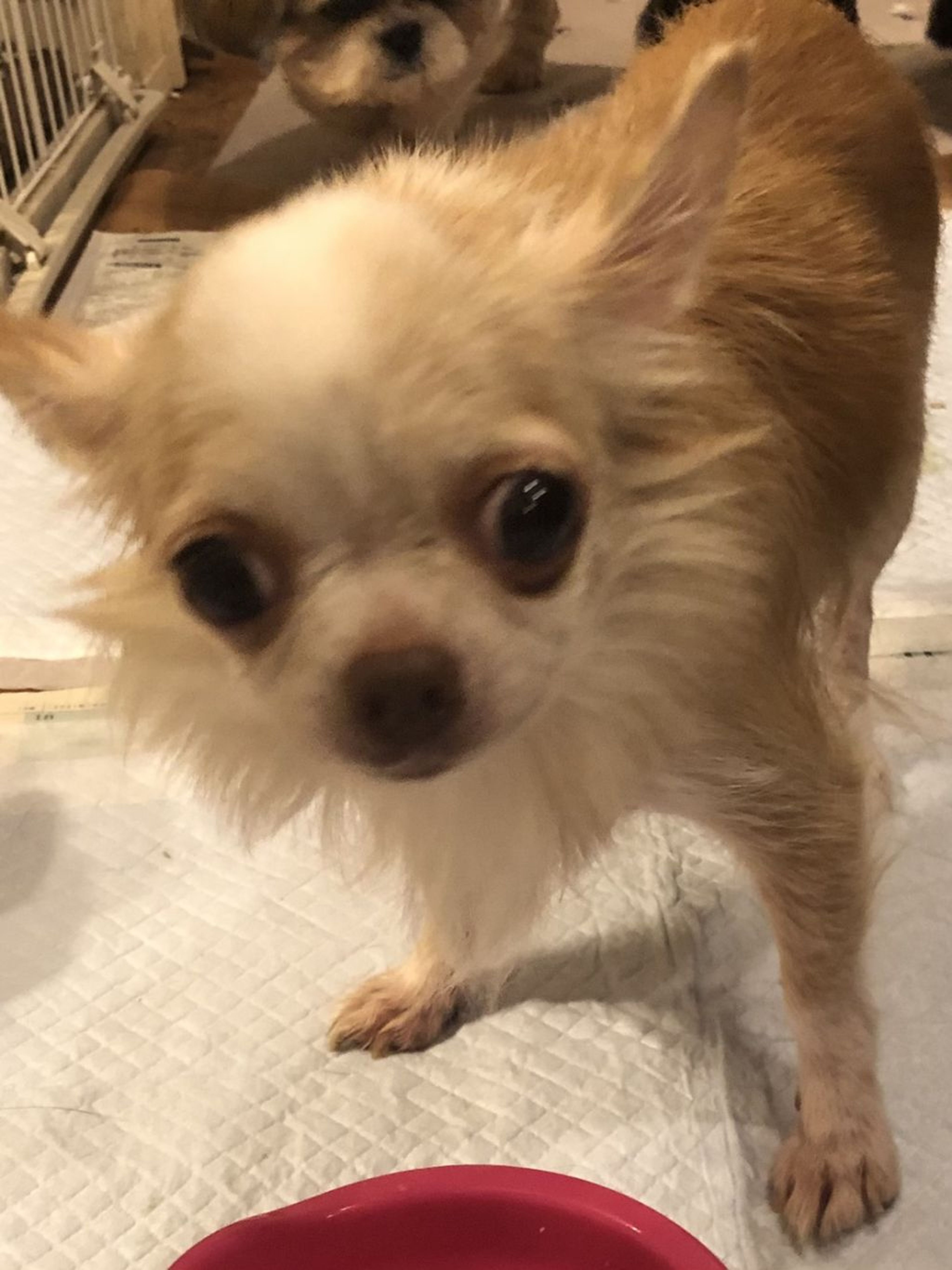 pet-image-3
