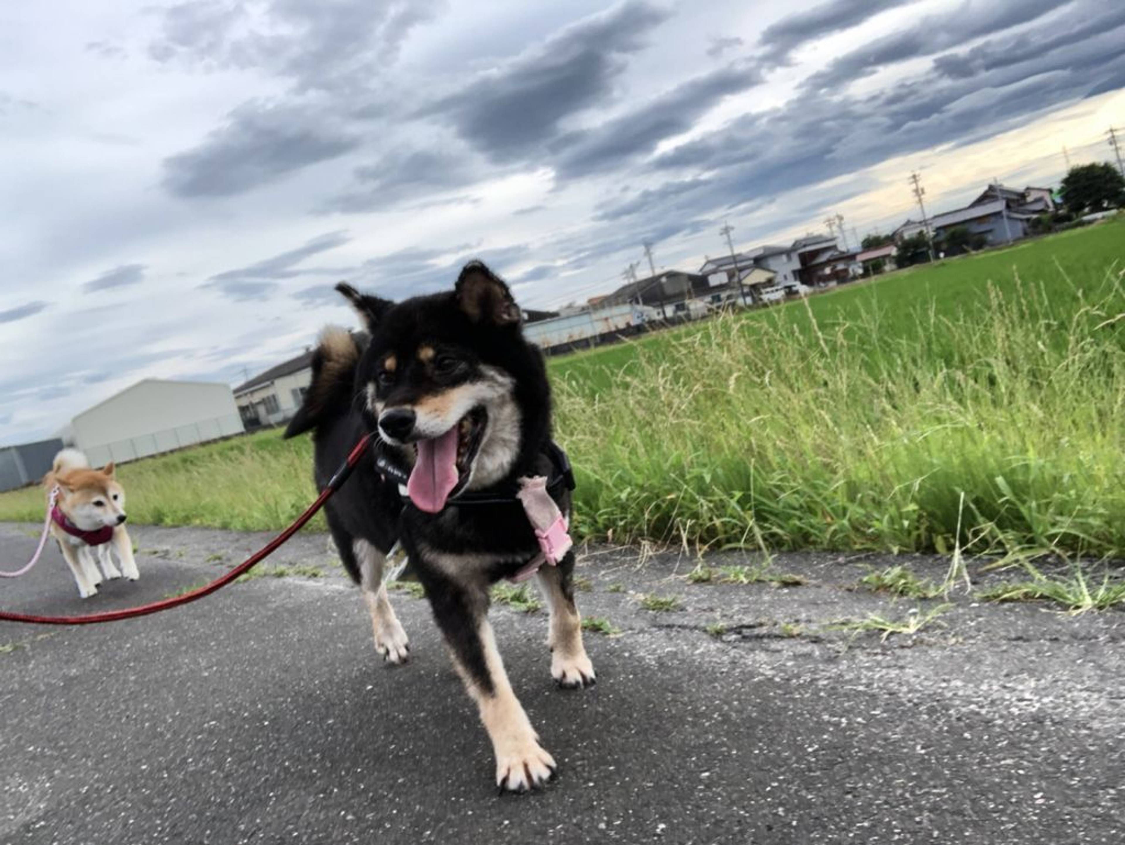 柴犬・メスの里親募集の写真
