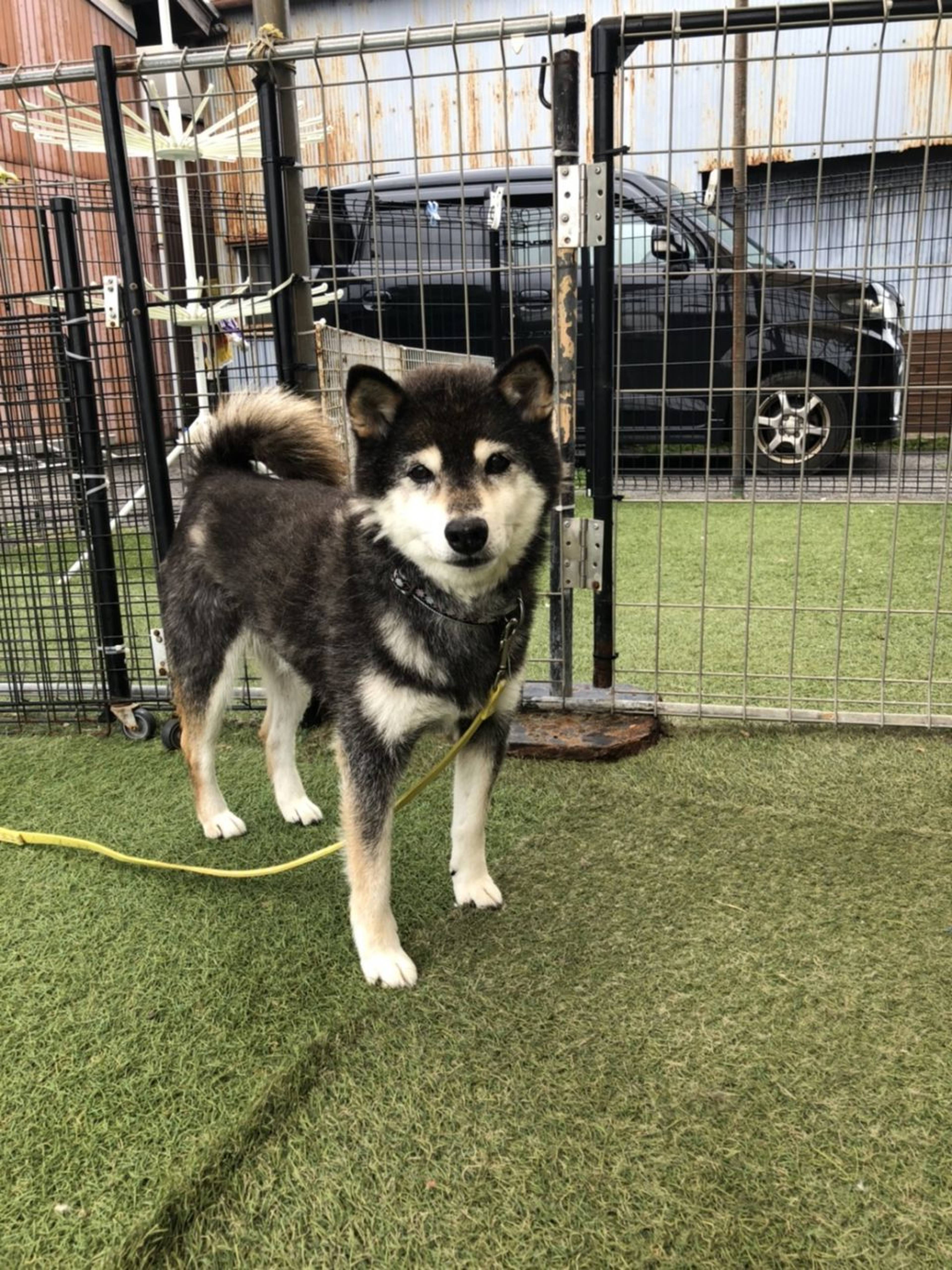 柴犬・メスの里親募集の写真