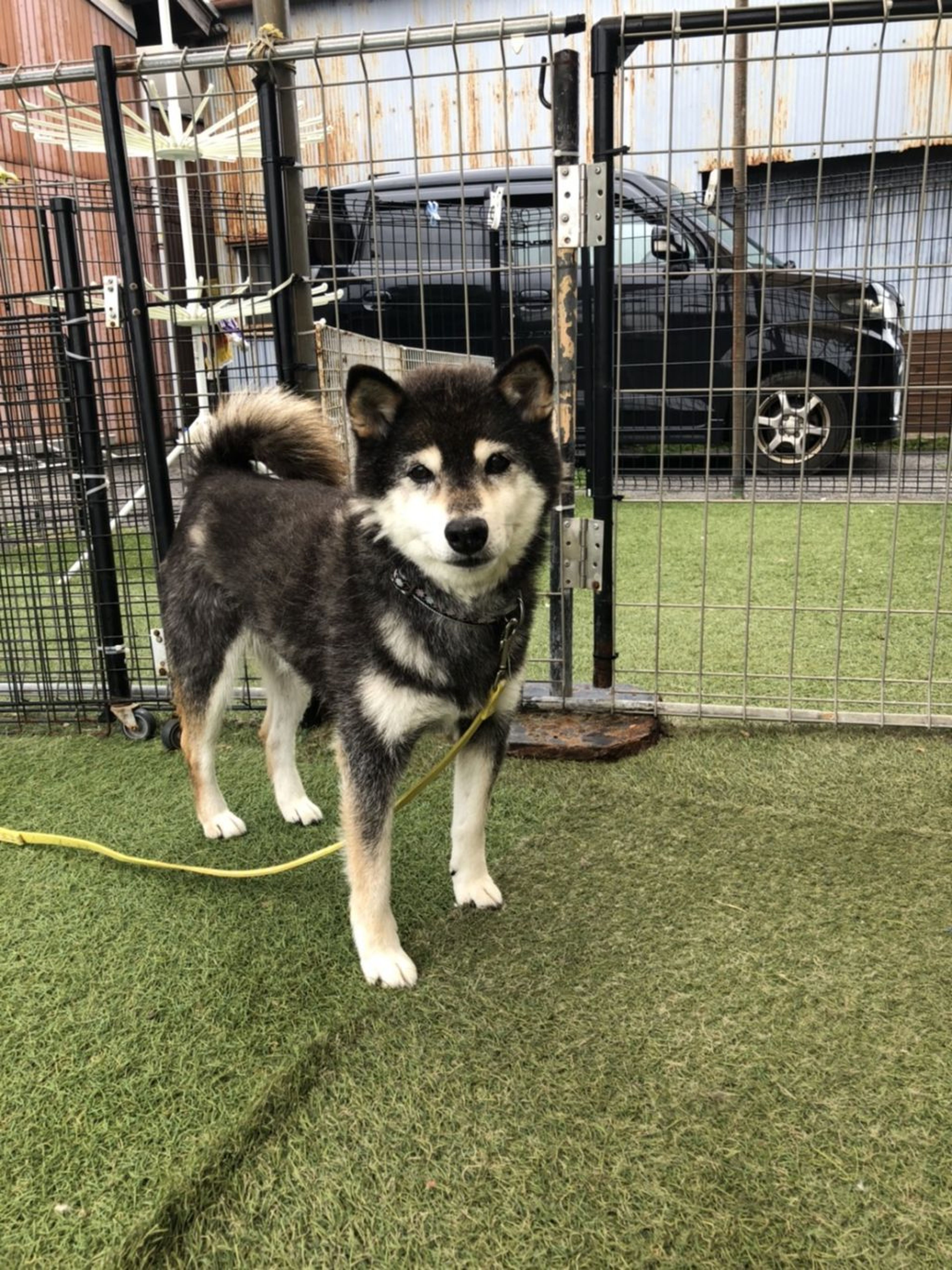 柴犬・メスの里親募集の写真