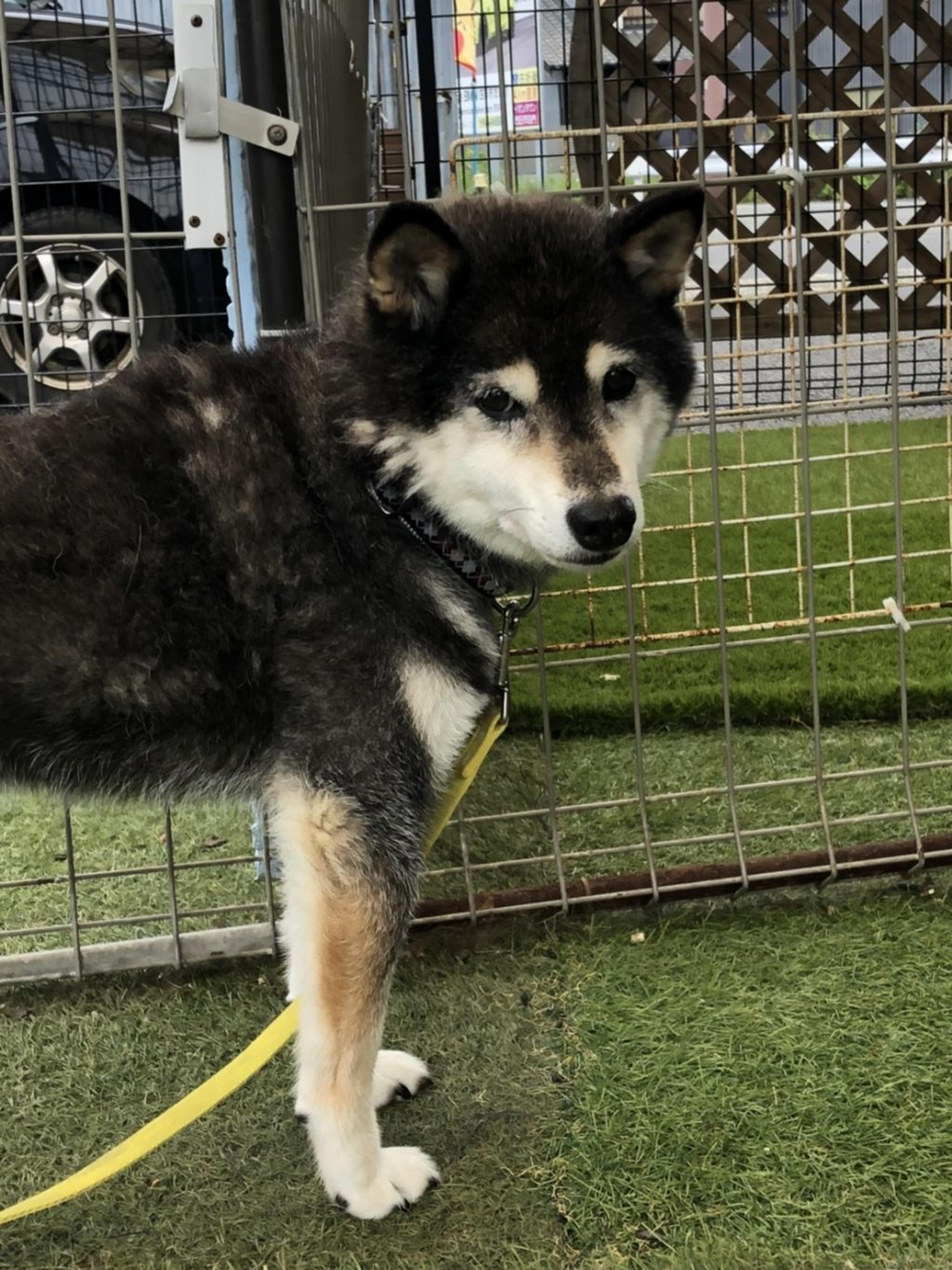 pet-image-2