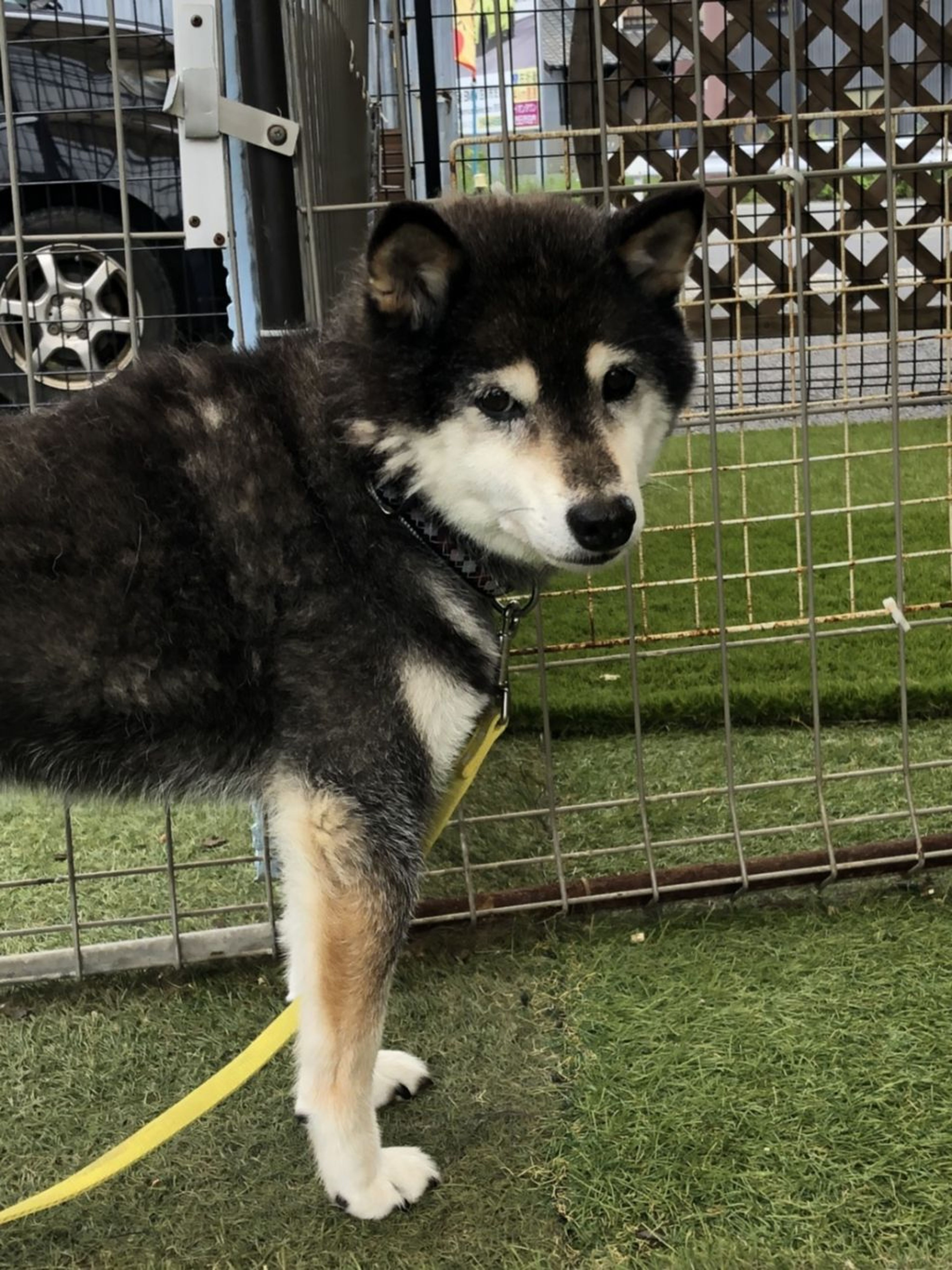 pet-image-2