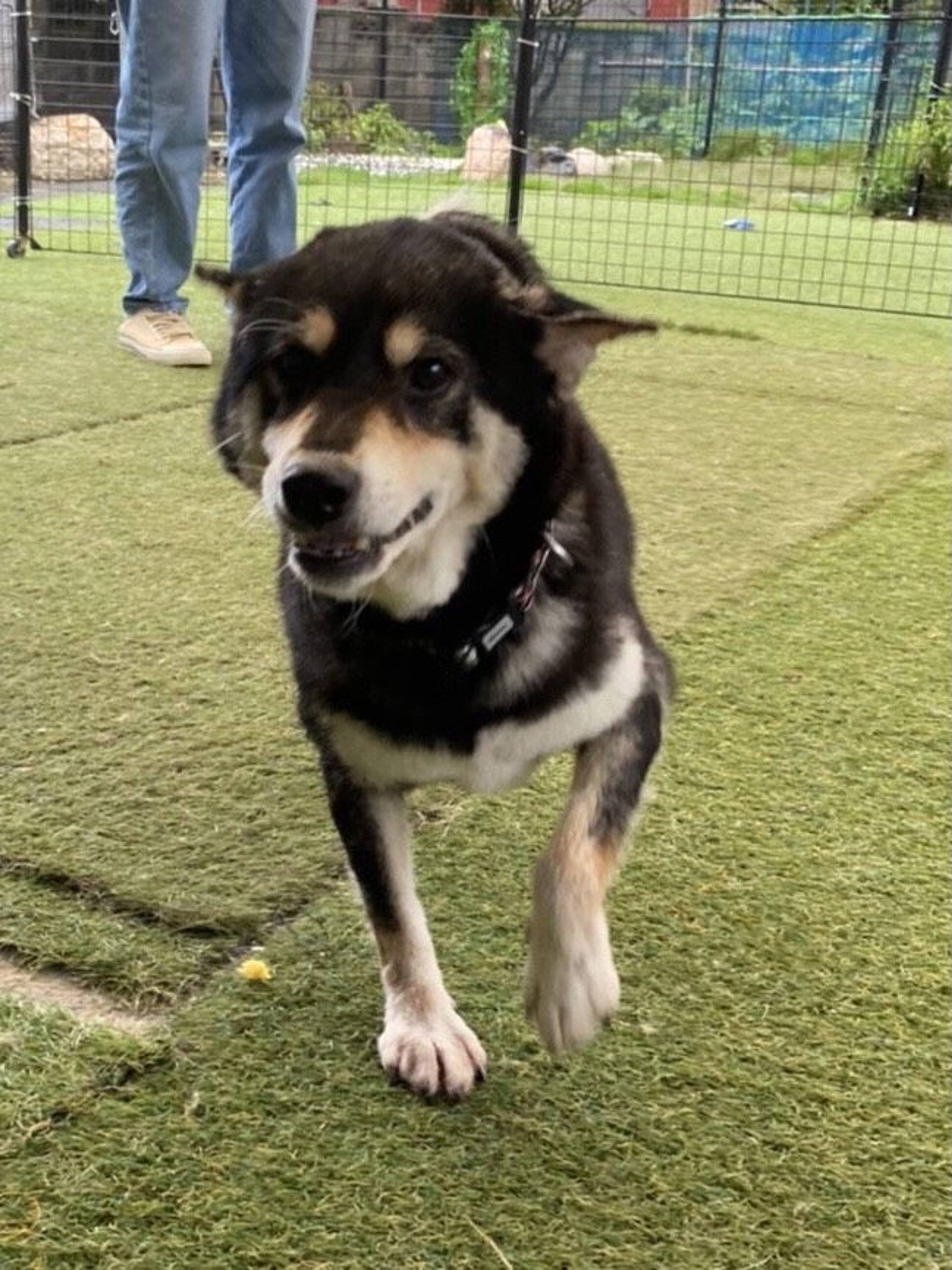 柴犬・メスの里親募集の写真
