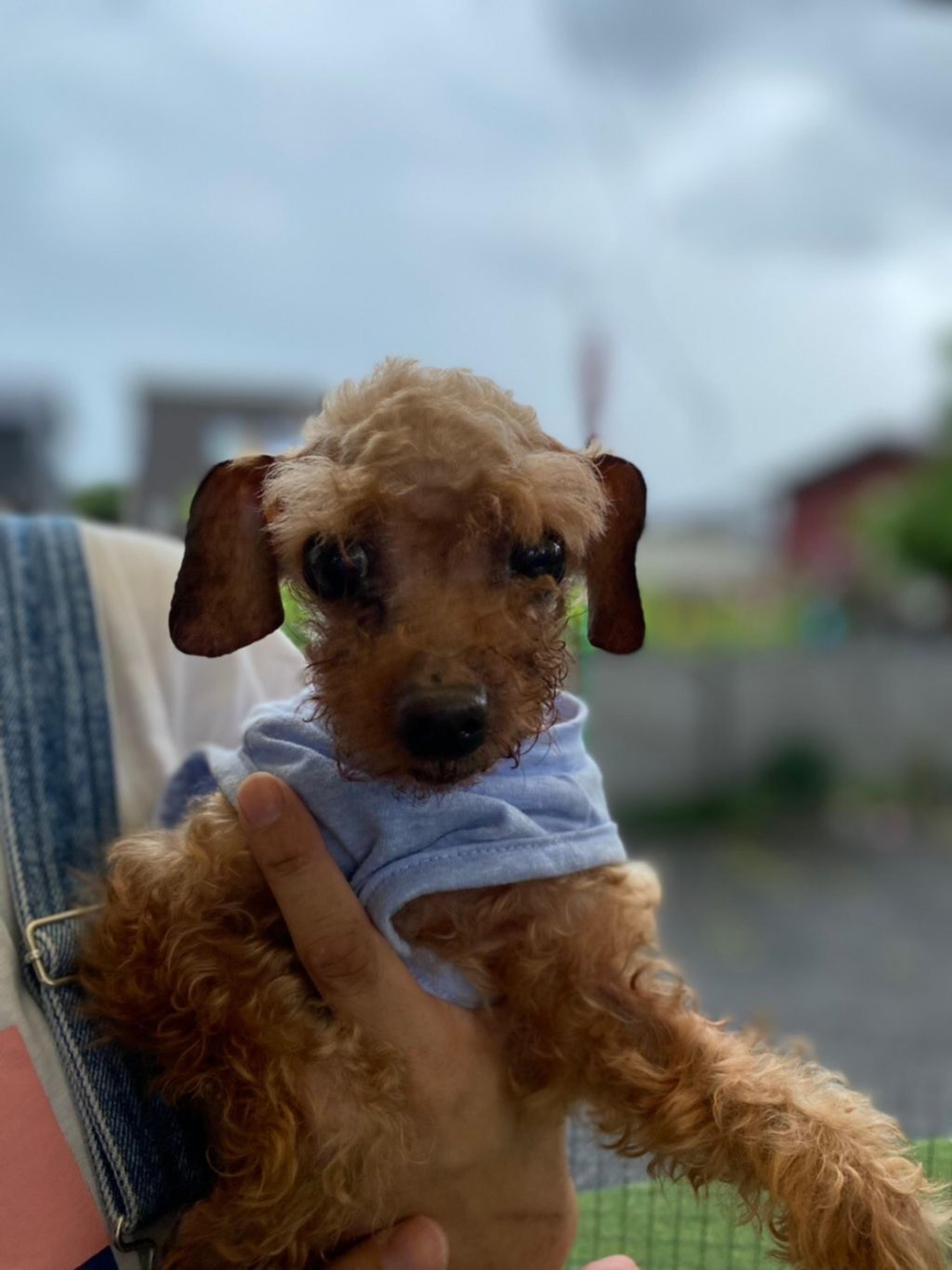 pet-image-2