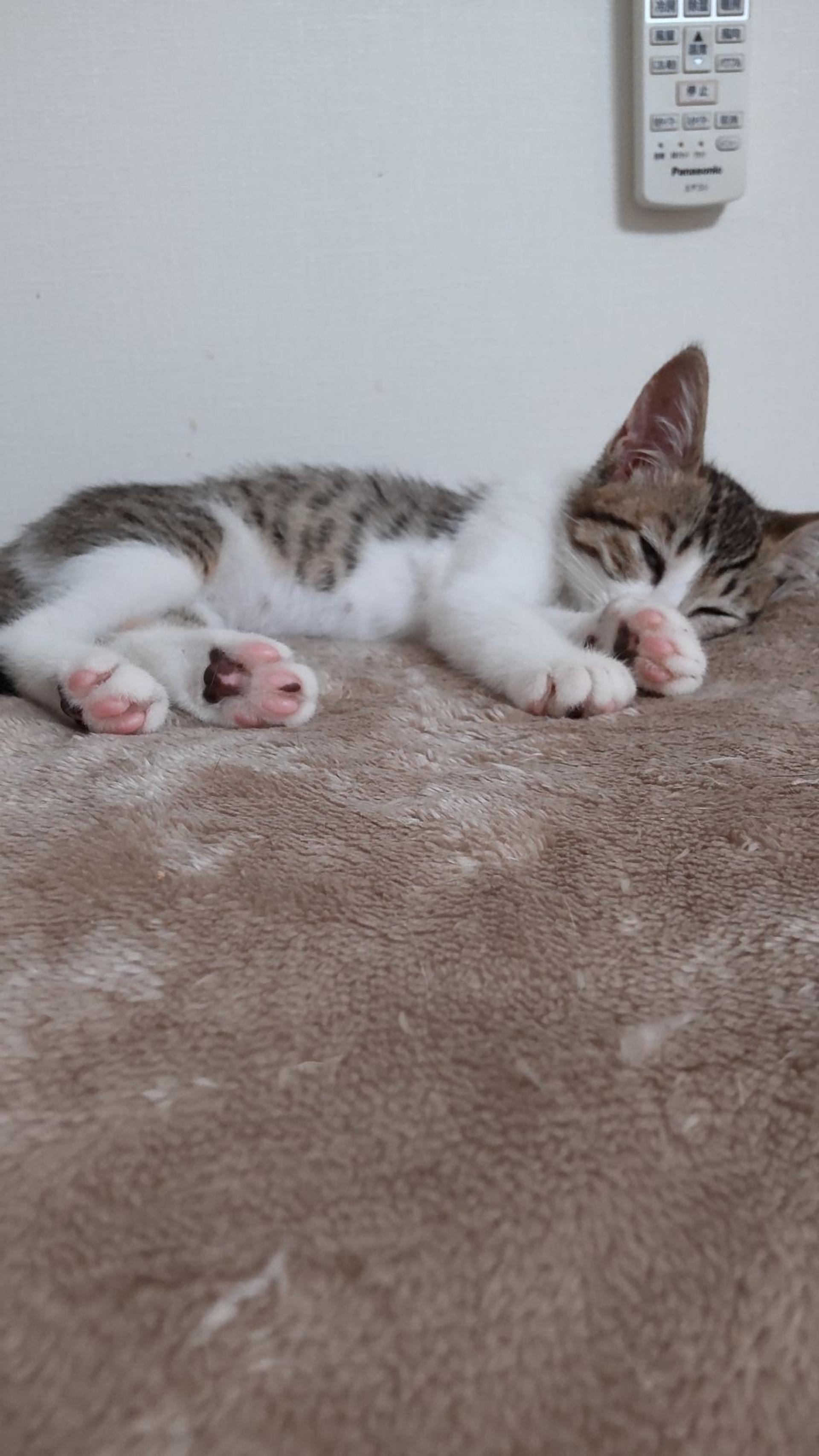 pet-image-2