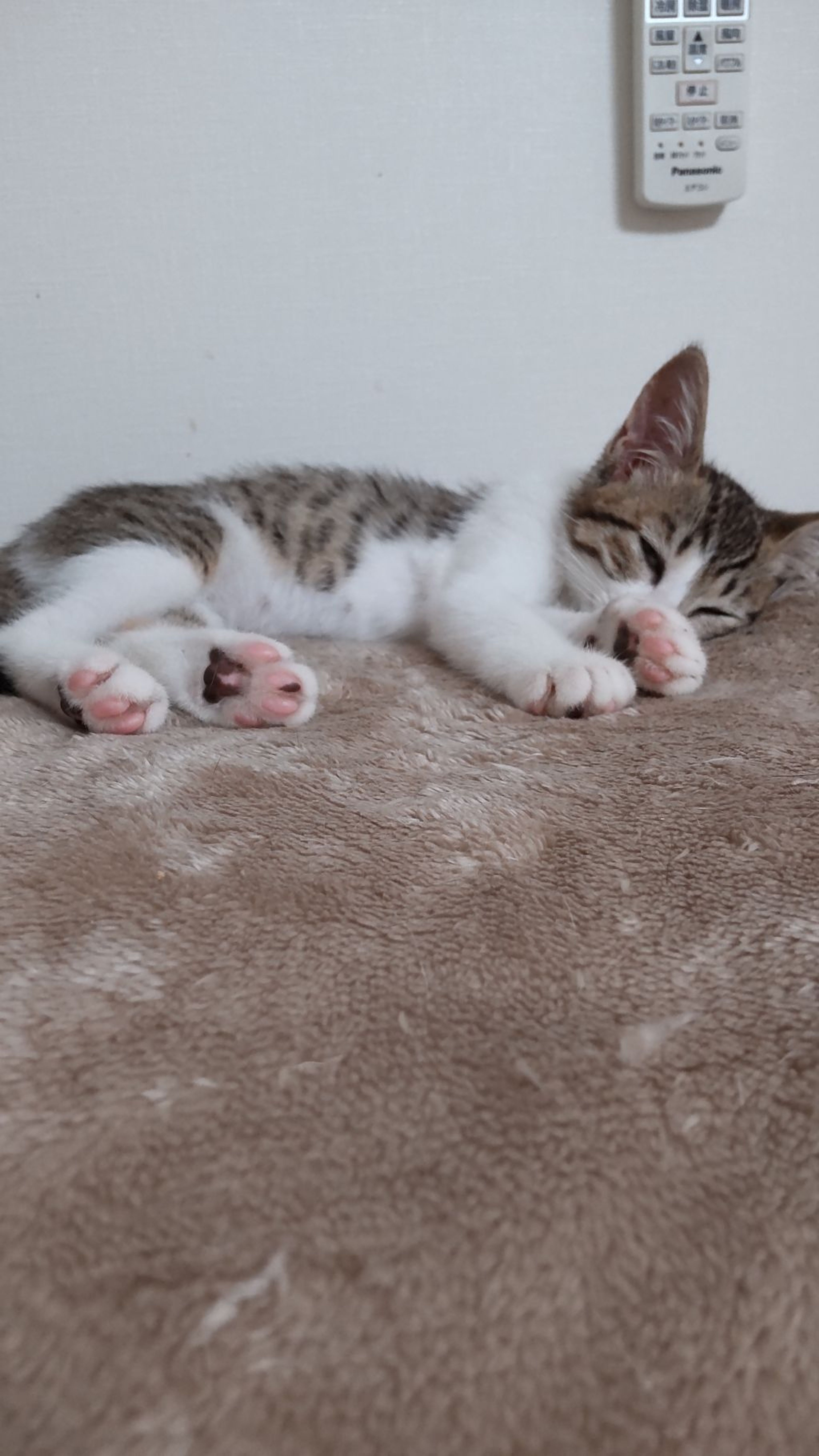 pet-image-2