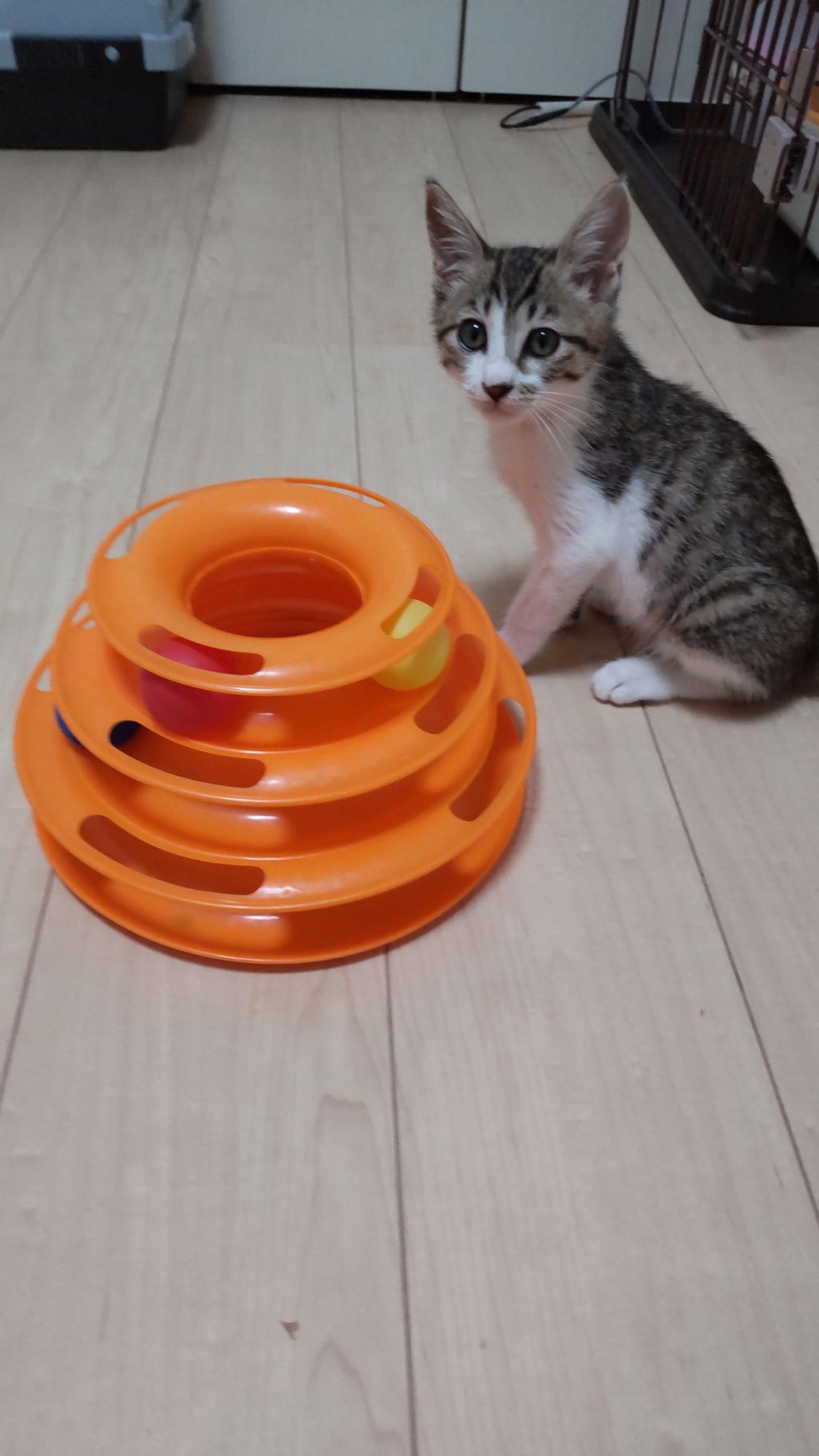 pet-image-3