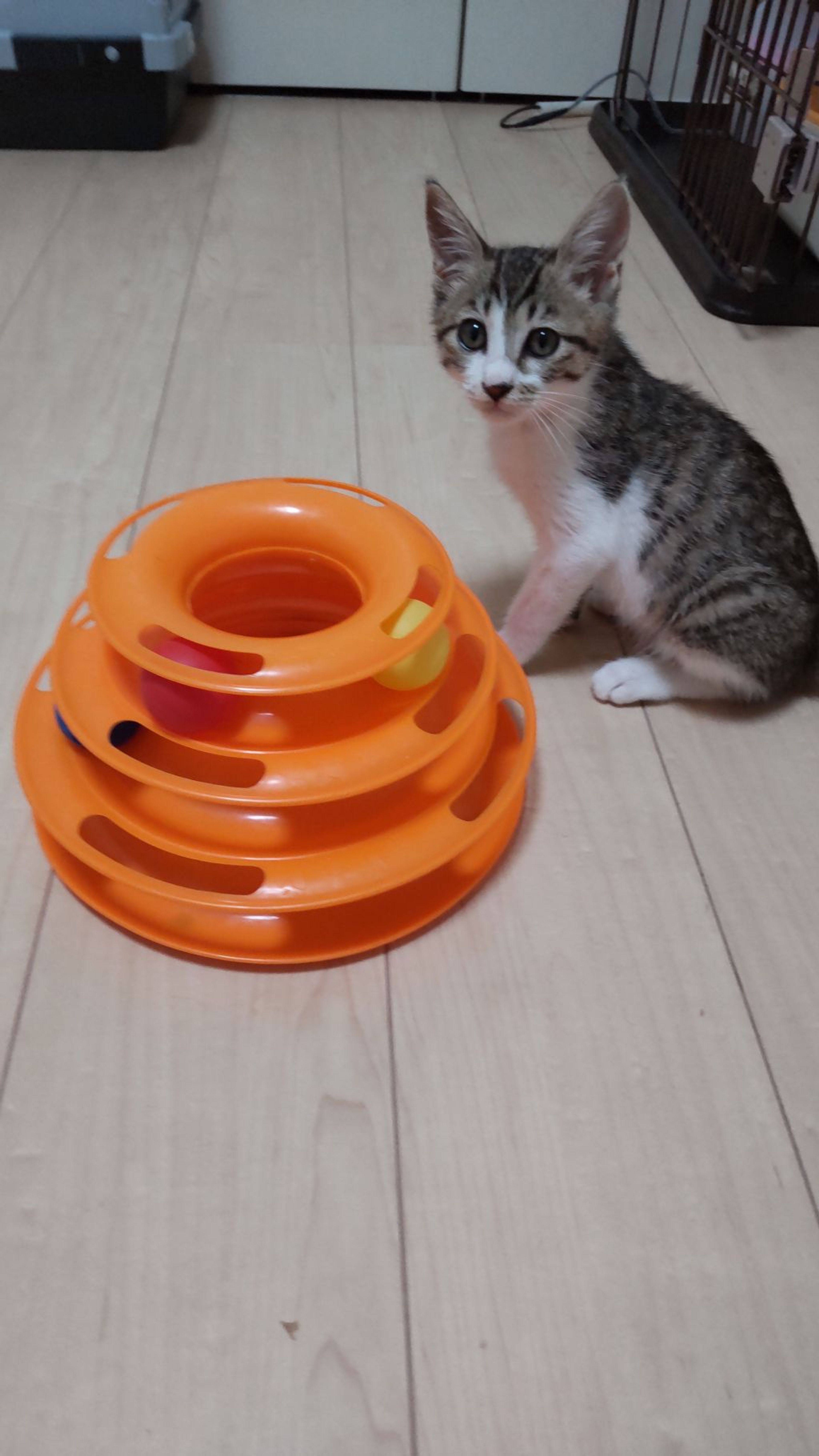pet-image-3
