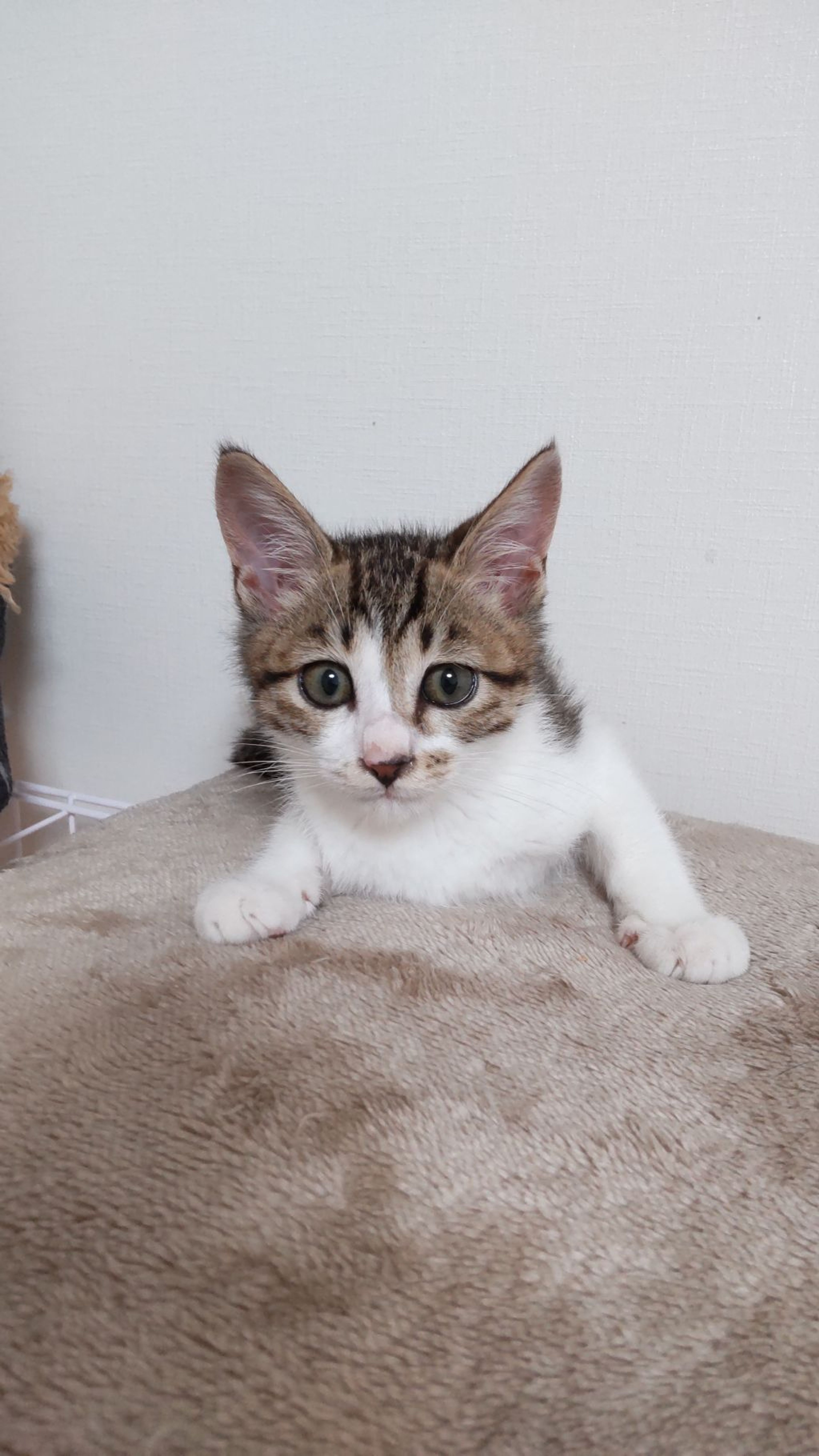pet-image-4