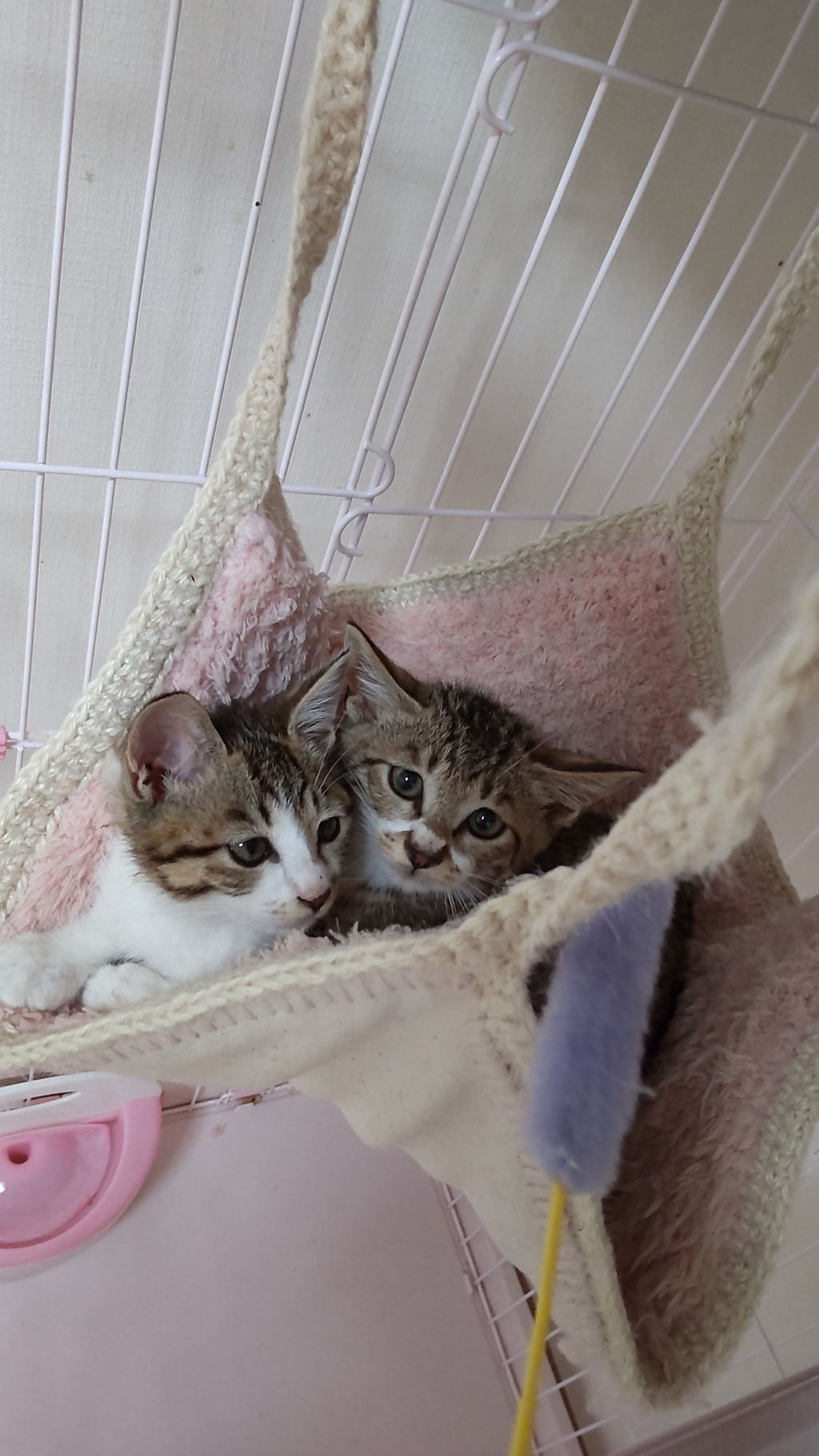 pet-image-5