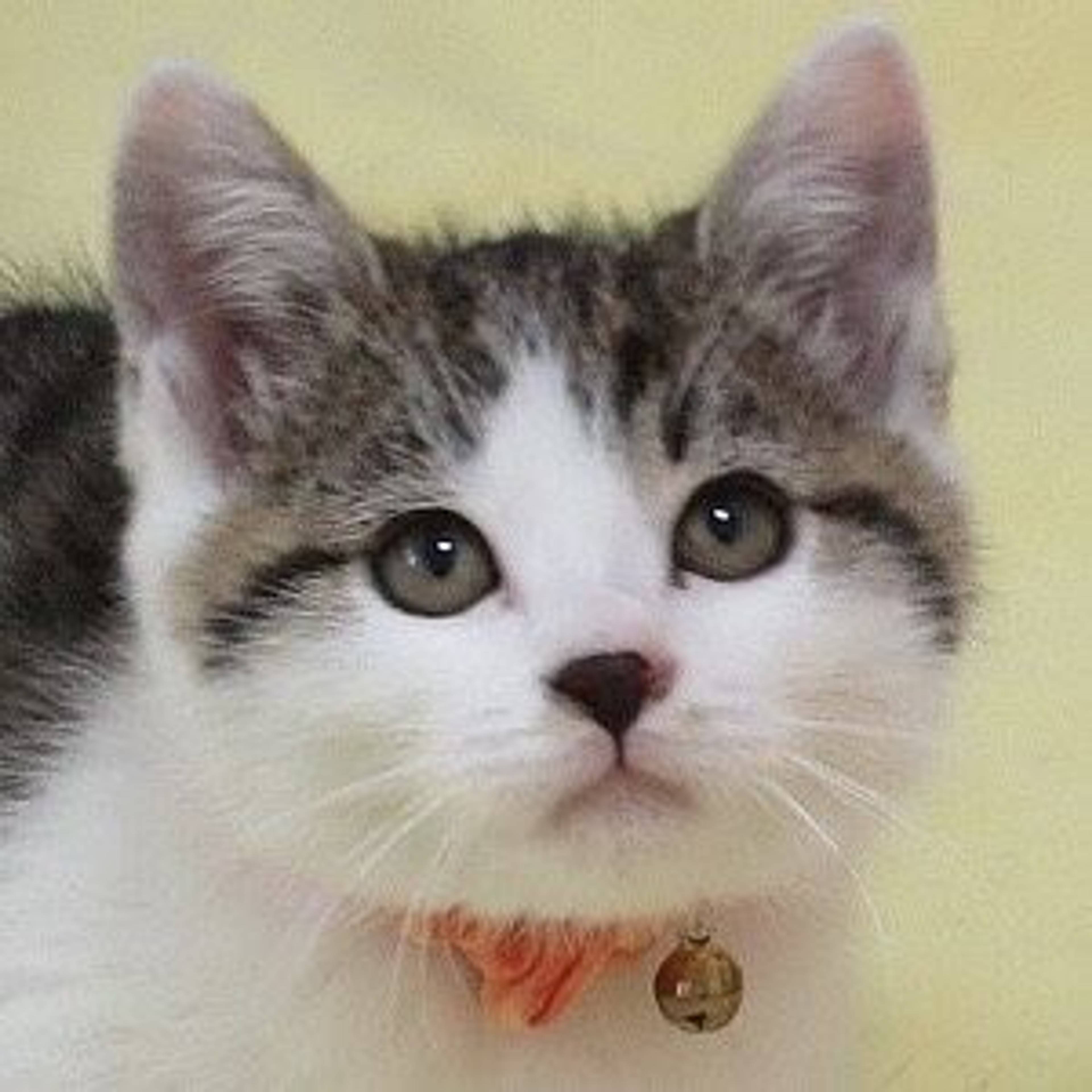 雑種（ミックス猫）・オスの里親募集の写真
