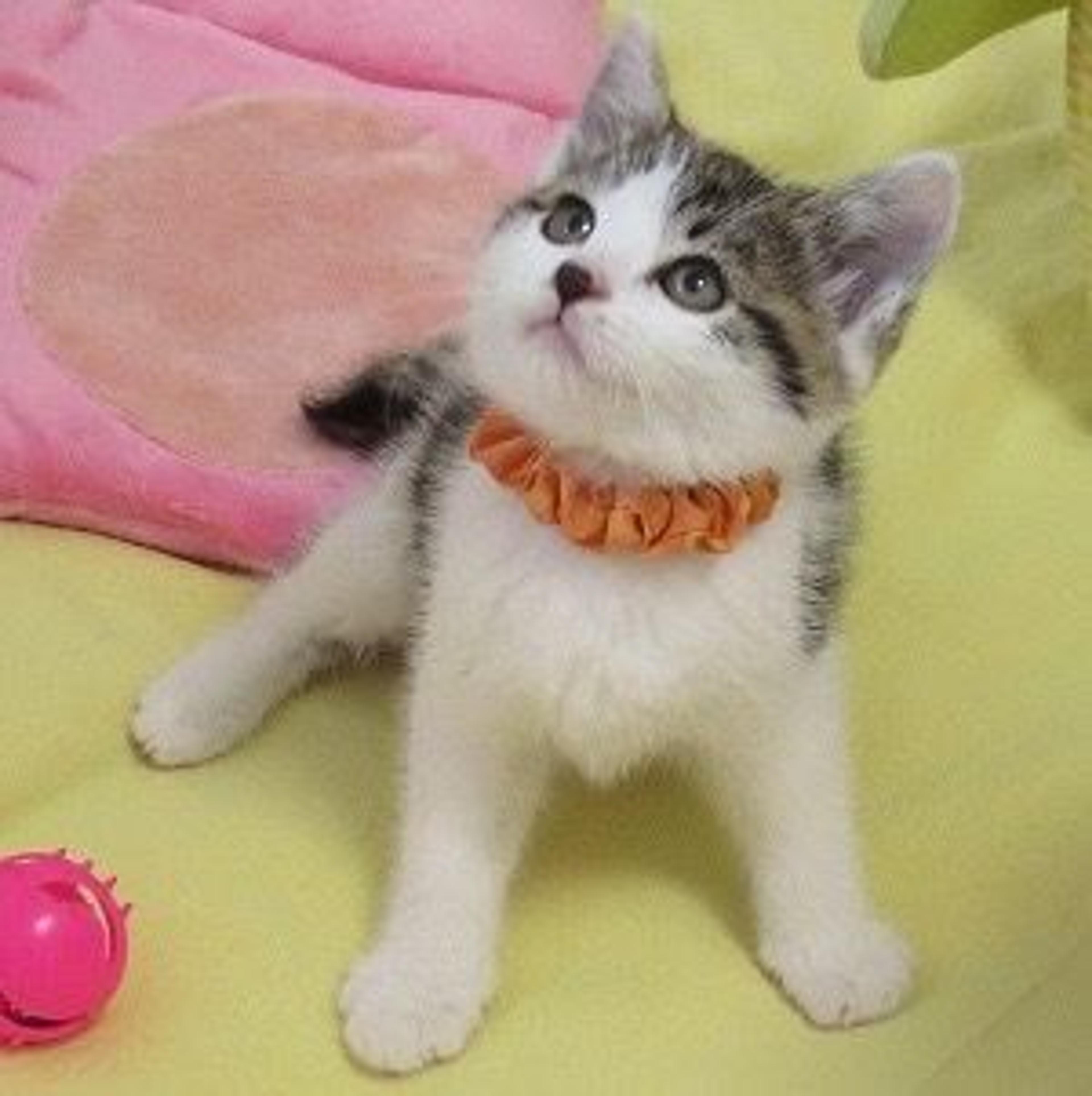 pet-image-2