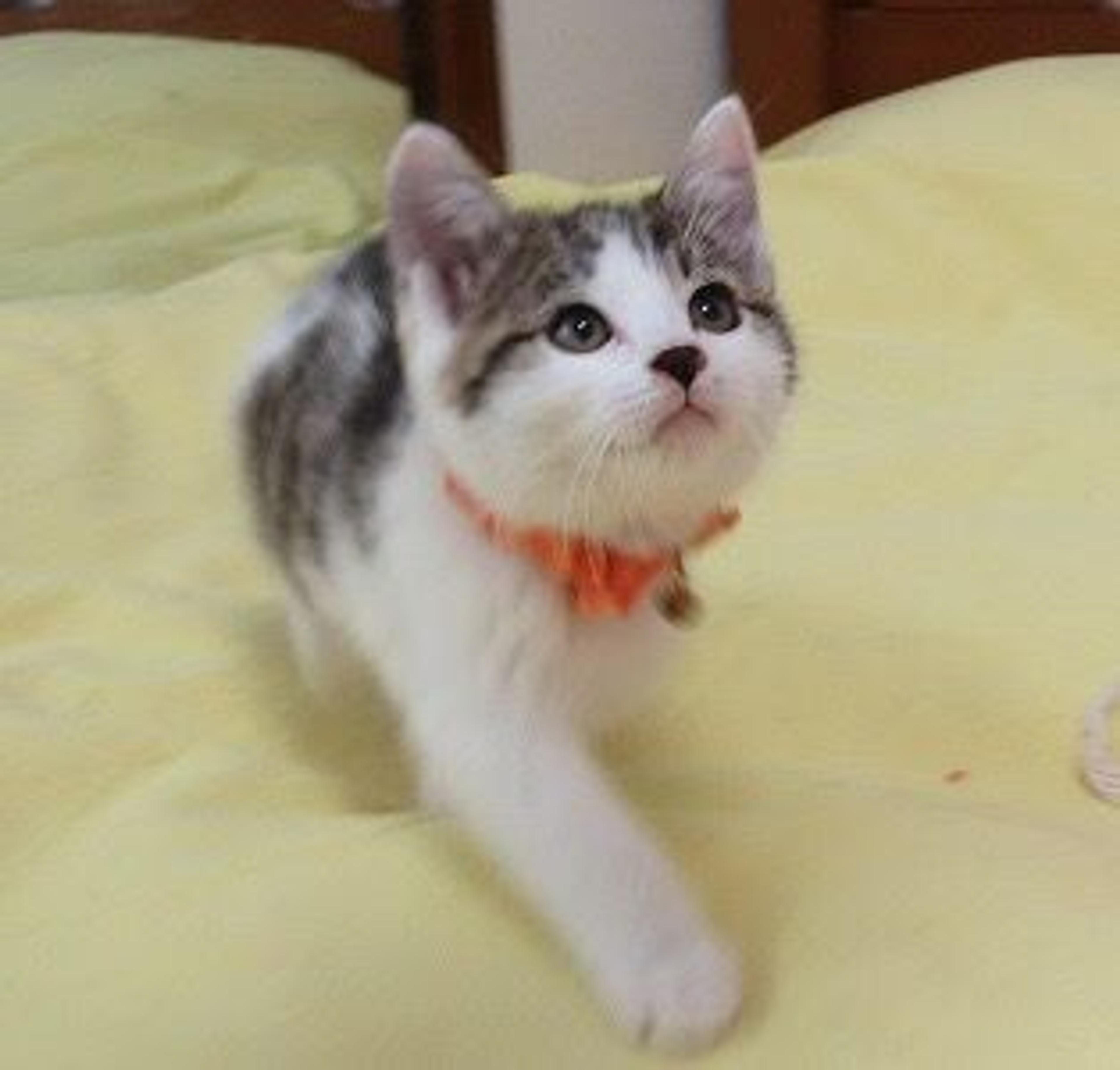 pet-image-3