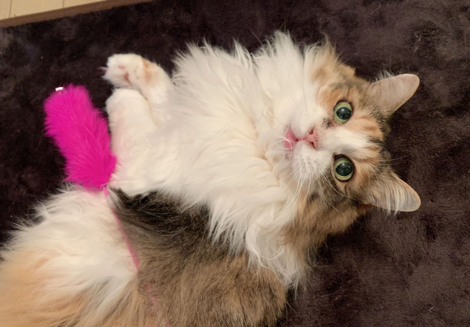 雑種（ミックス猫）・メスの里親募集の写真